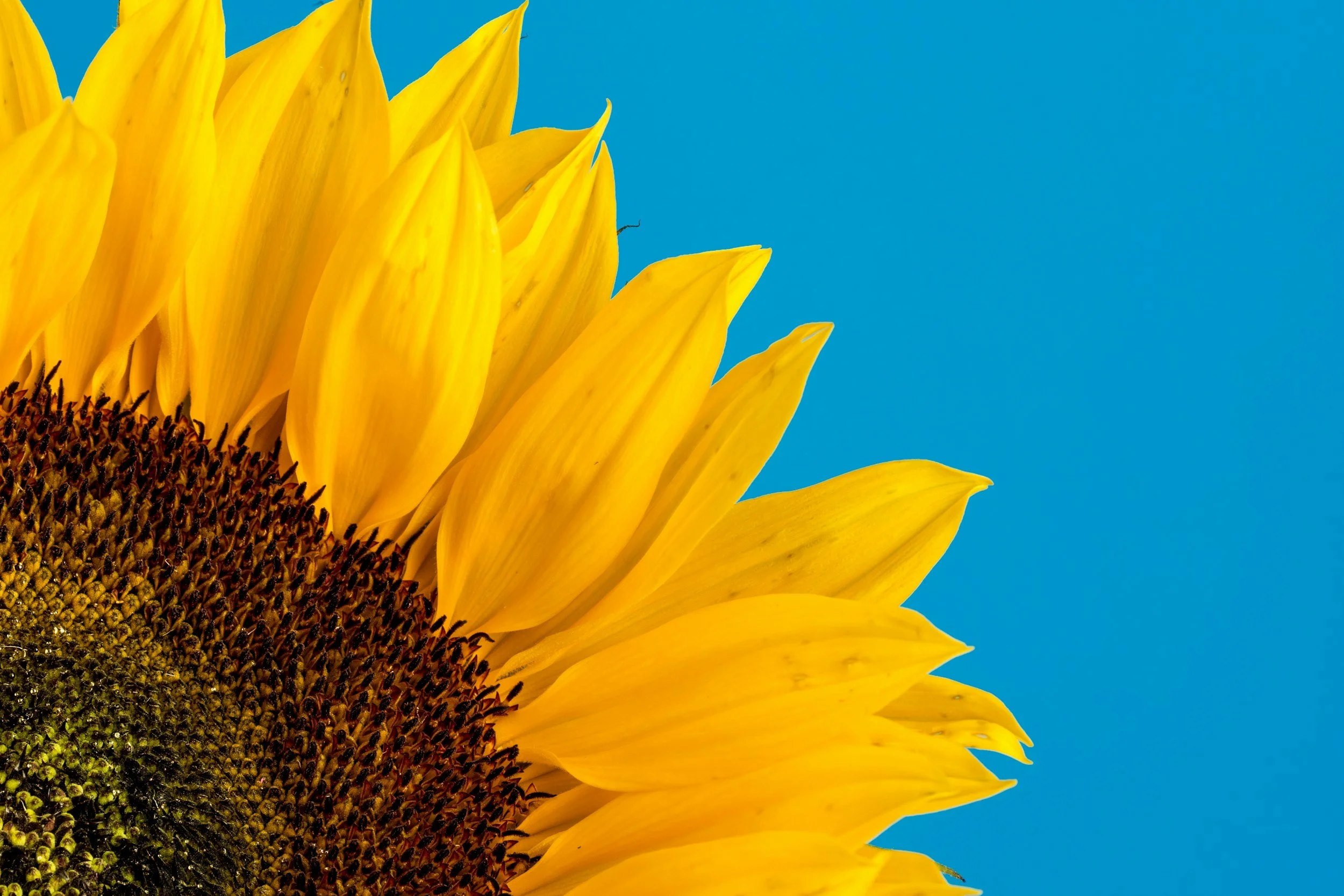 Sunflower Field Mini-Sessions in Kansas City: What to Expect, What to Wear, and Why They're So Magical