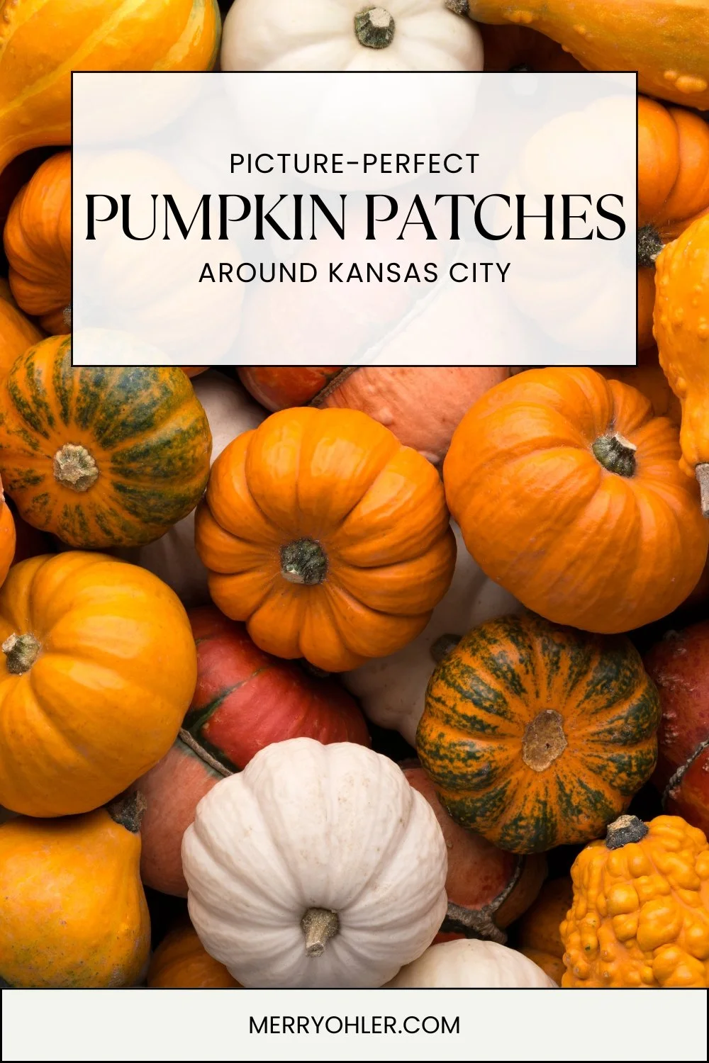 kansascitypumpkinpatches3.jpg