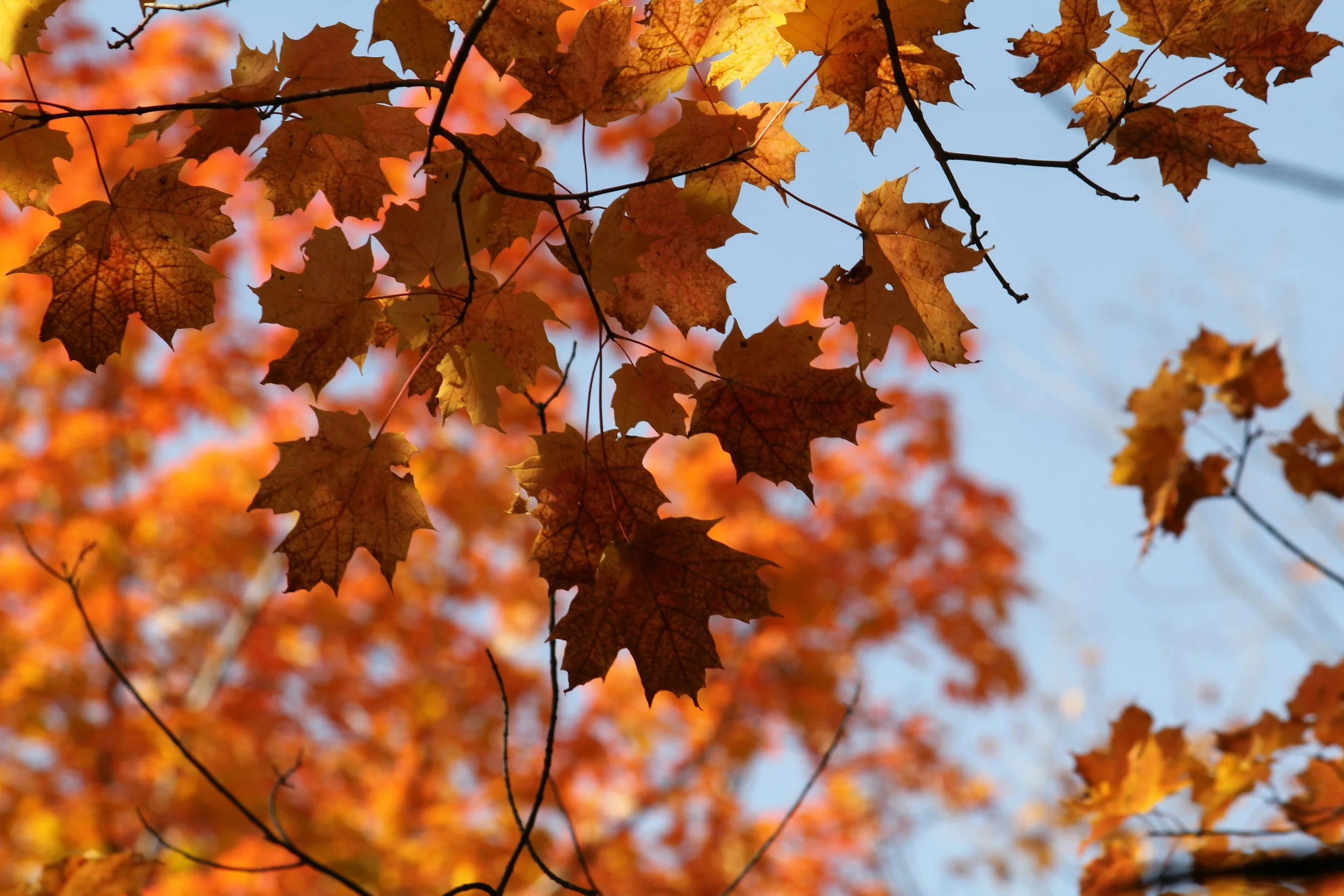 Family walking together through fall leaves during a Kansas City mini session