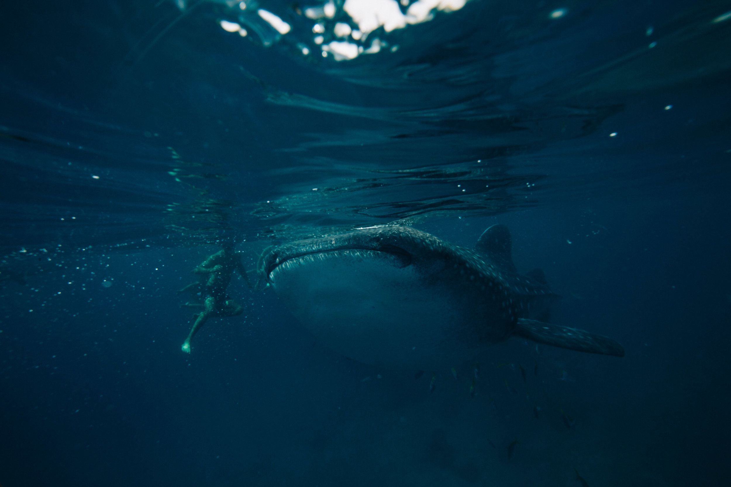 The beautiful gentle giants of the sea 