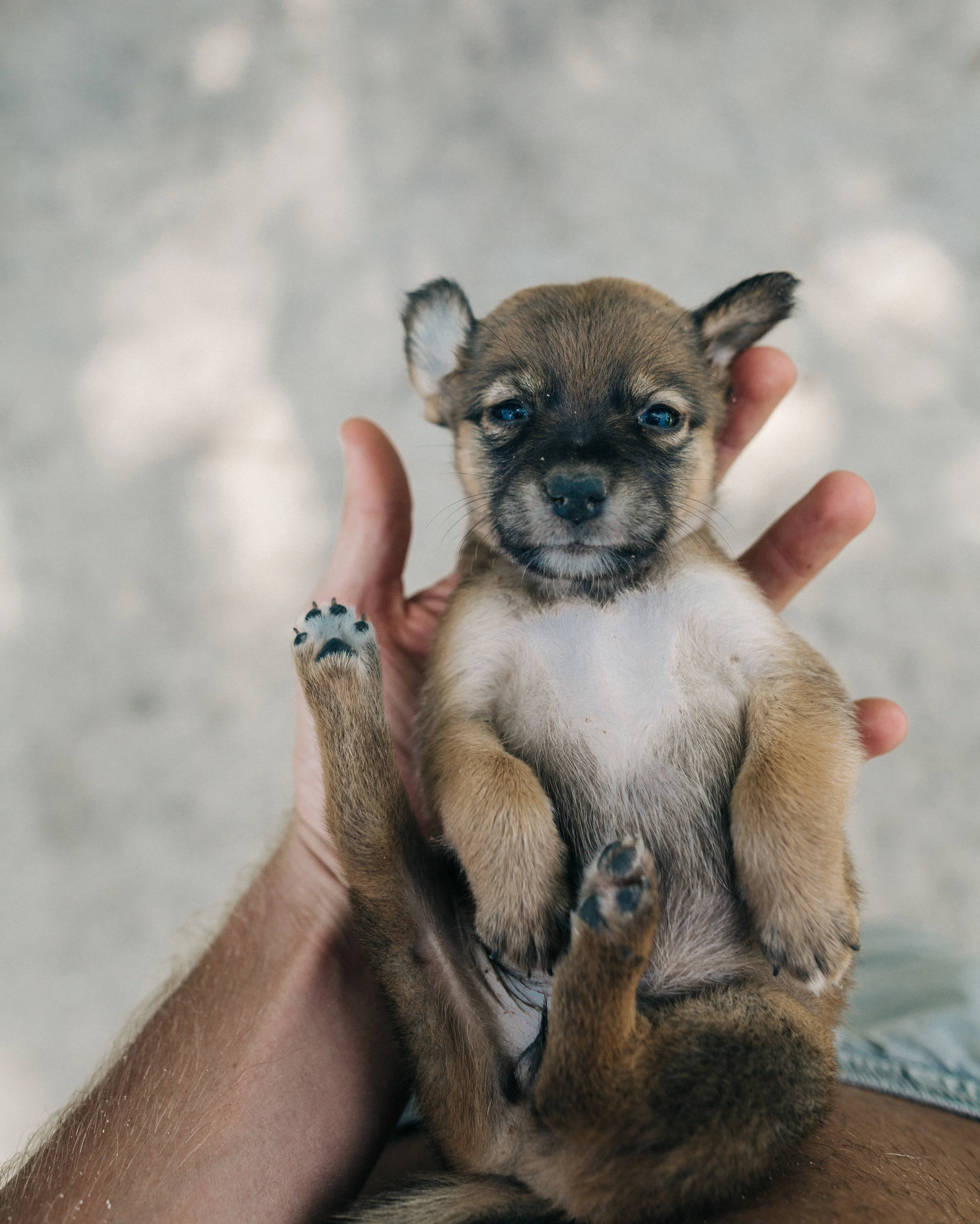 Puppy (shot by Jack @doyoutravel) 