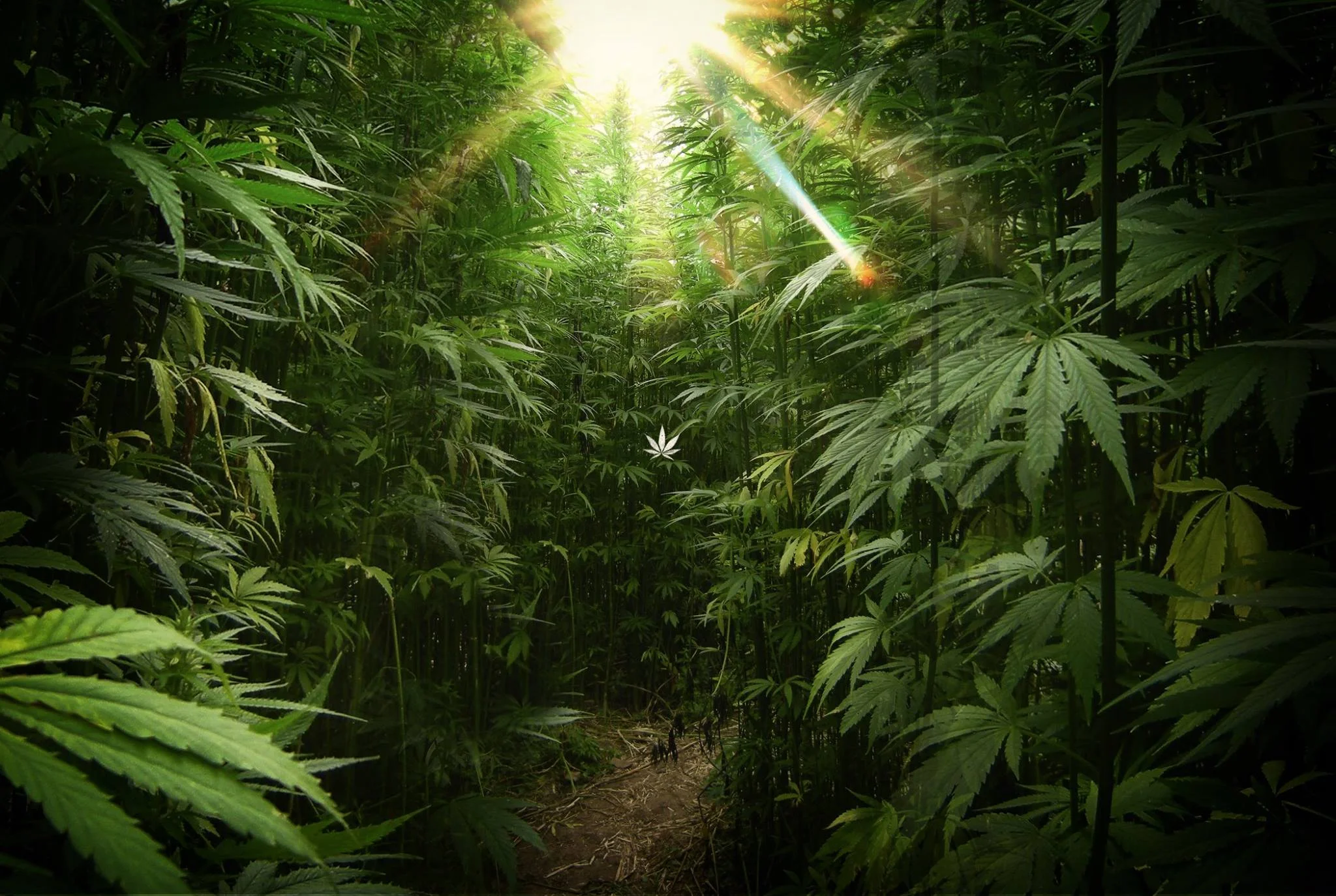 cannabis-leaf.jpg