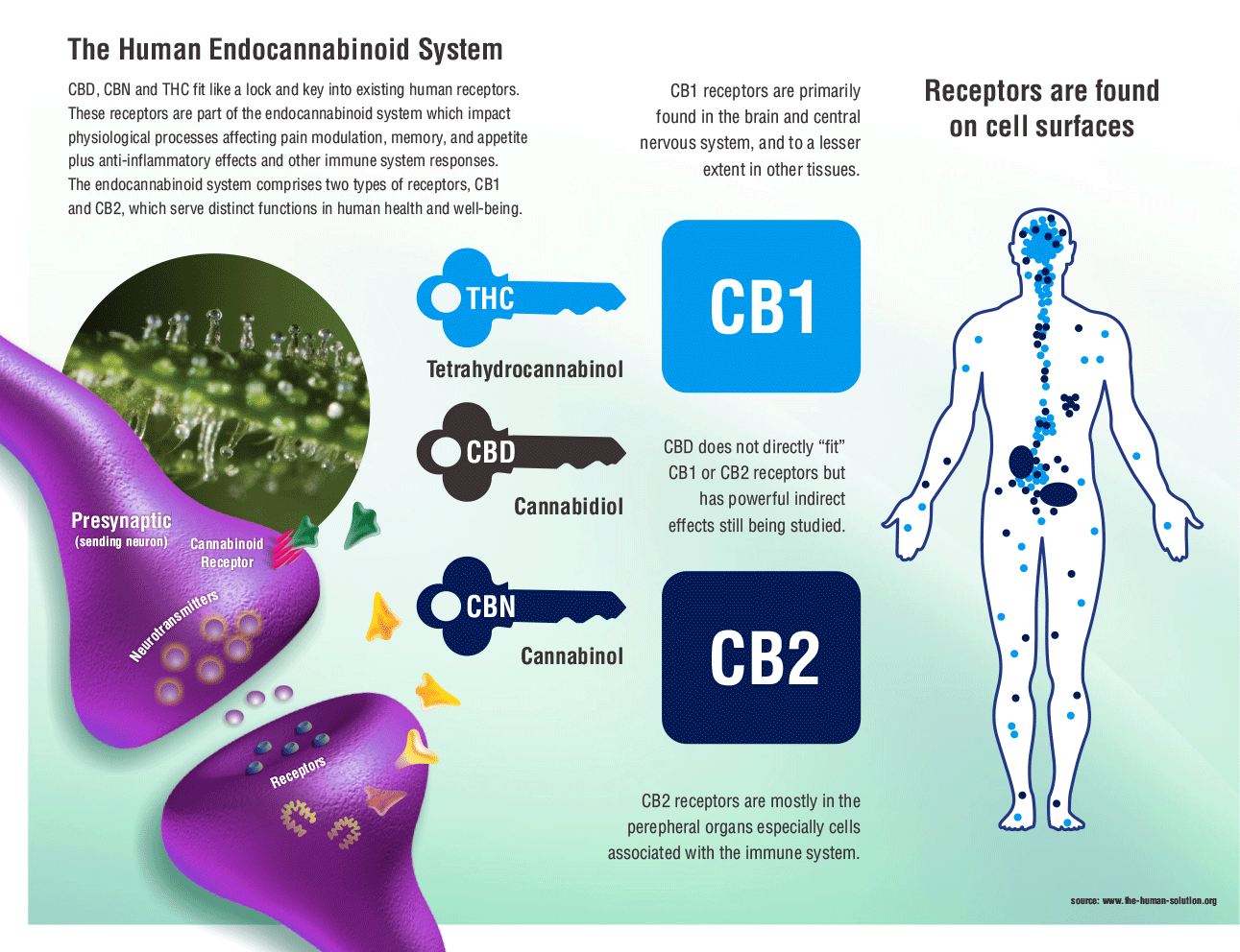 human-endocannabinoid-system.png