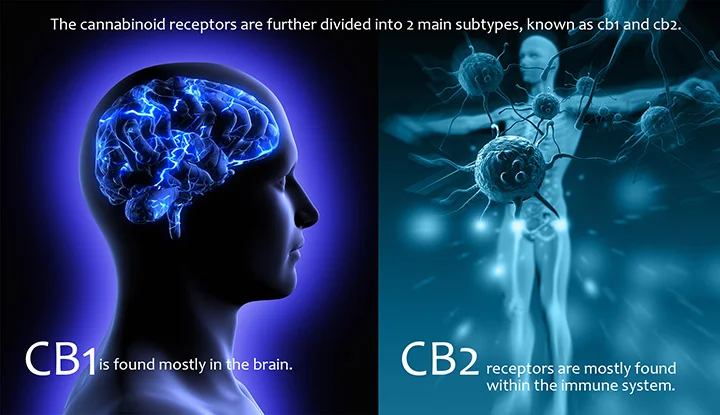 cannabinoid-receptors.jpeg