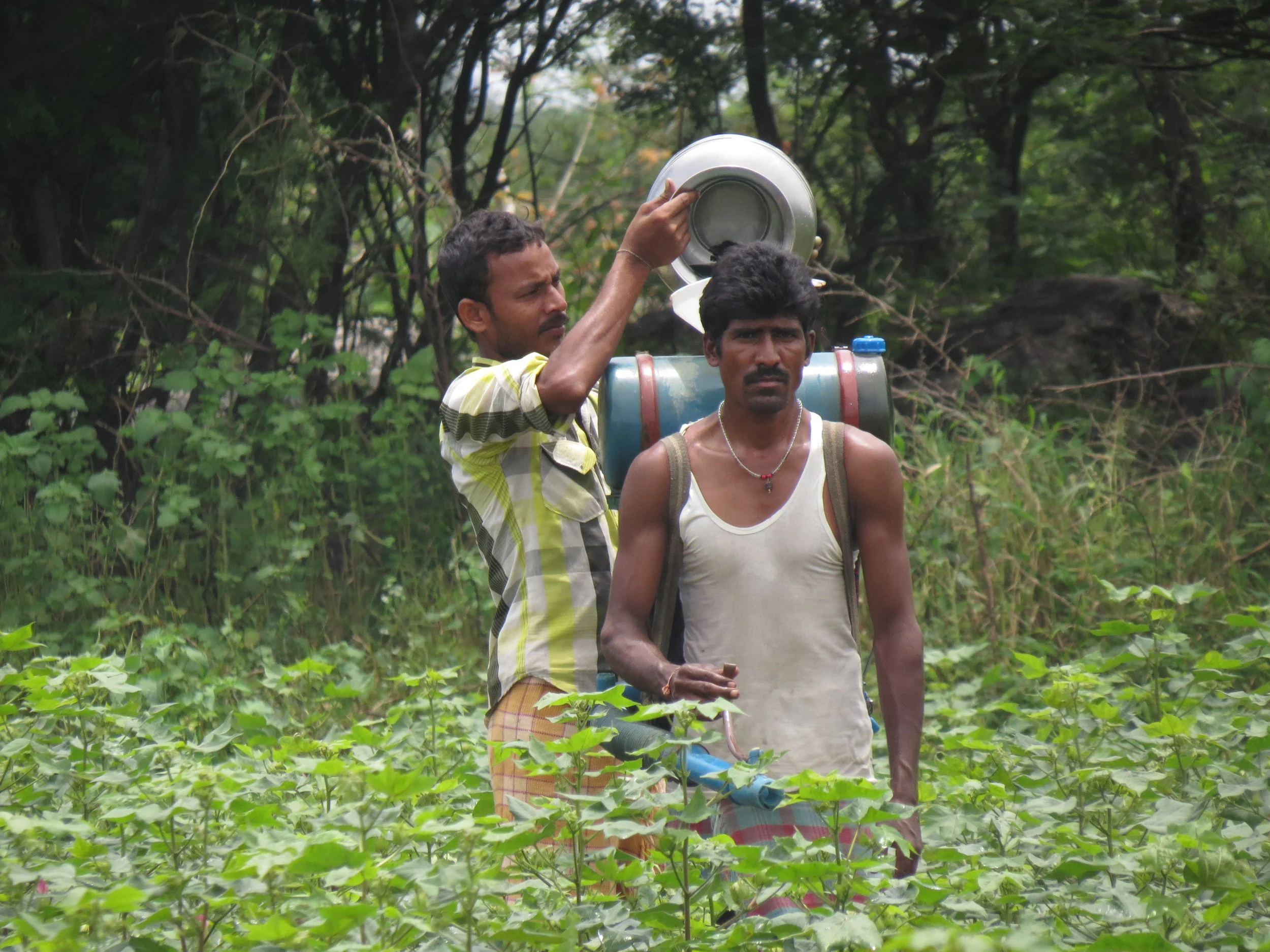 cotton-spraying-chemicals.jpeg