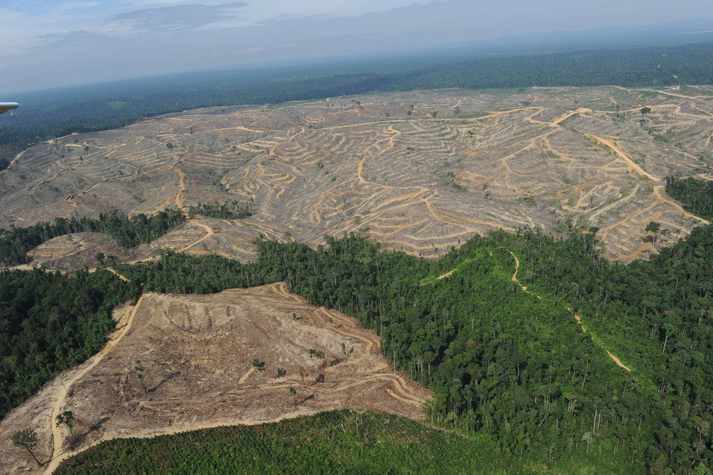 deforestation.jpg