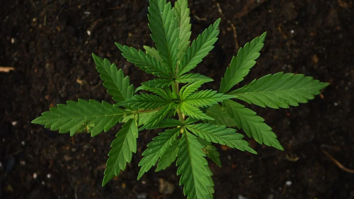 hemp-plant-1.jpg