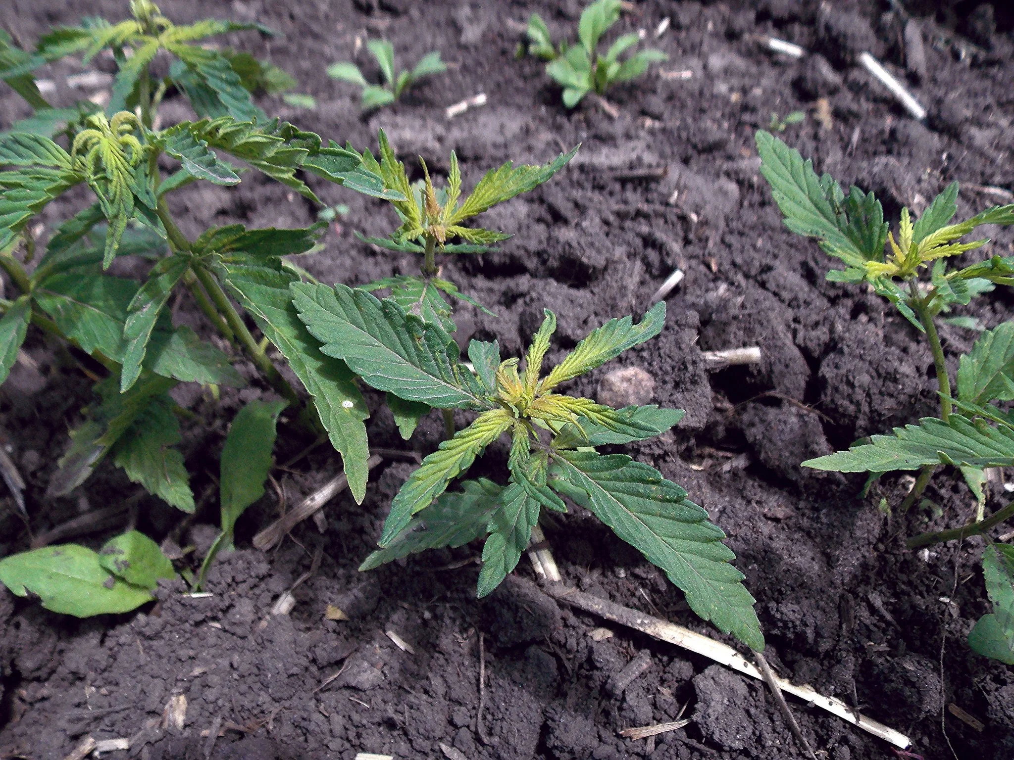hemp-plant-2.jpg