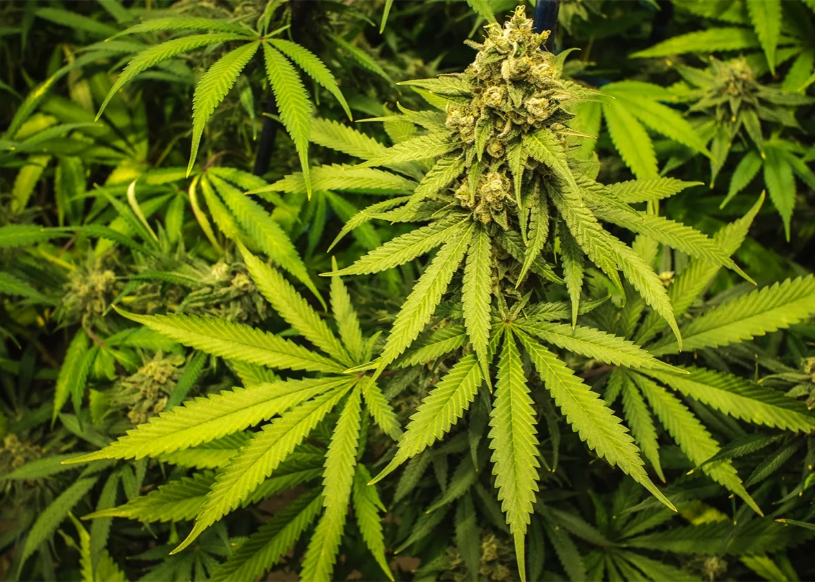 hemp-plant-4.jpg