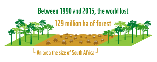 According to FAO's Global Forest Resources Assessment 2015, since 1990, the world has lost approximately 129 million hectares of forest, which is an area almost as big as South Africa.