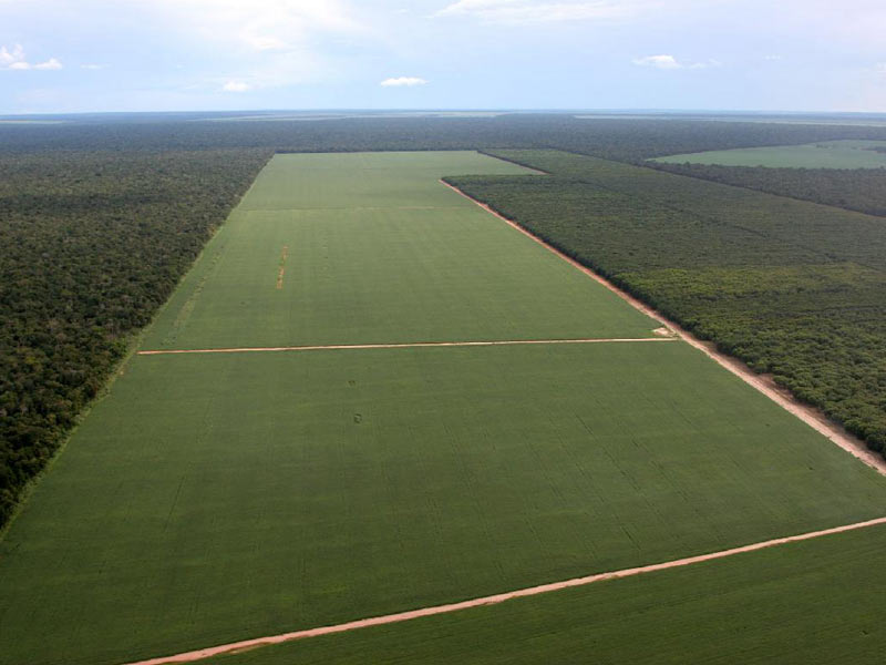 deforestation-story-1.jpeg