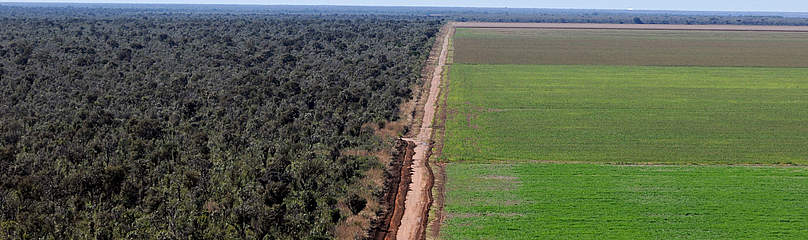 deforestation-story-2.jpeg