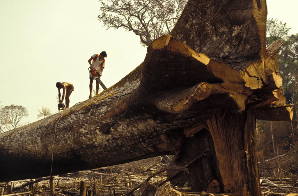 deforestation-story-5.jpeg