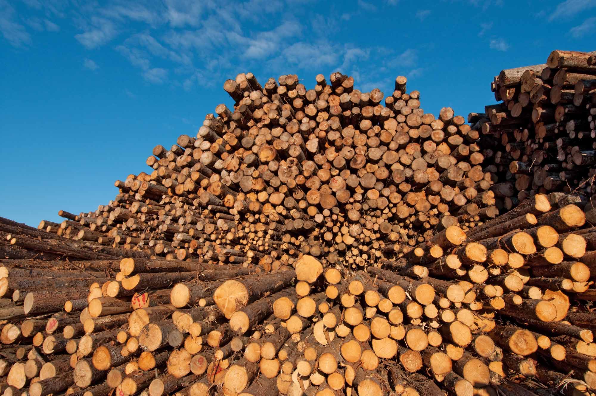 deforestation-story-7.jpeg