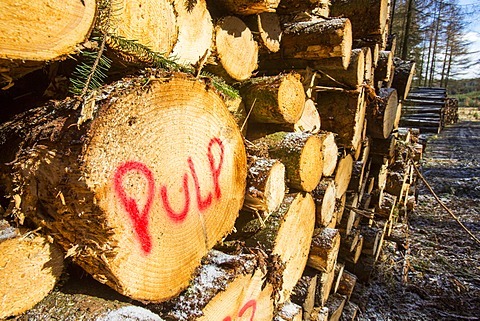 deforestation-story-11.jpeg
