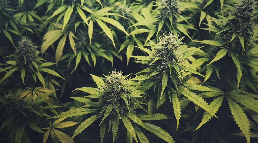 cannabis-101-blog-cover.jpg
