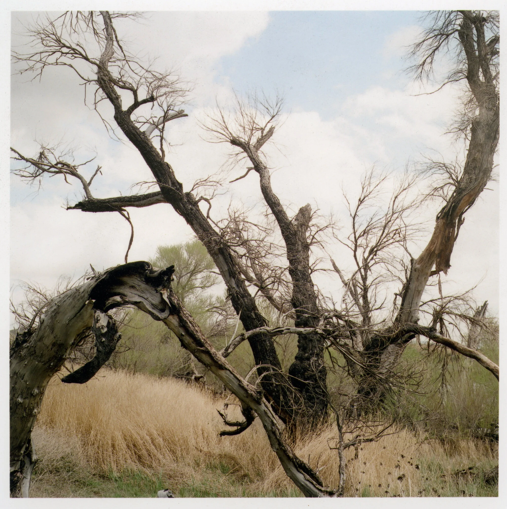 J Grange Gorman Tree.jpeg