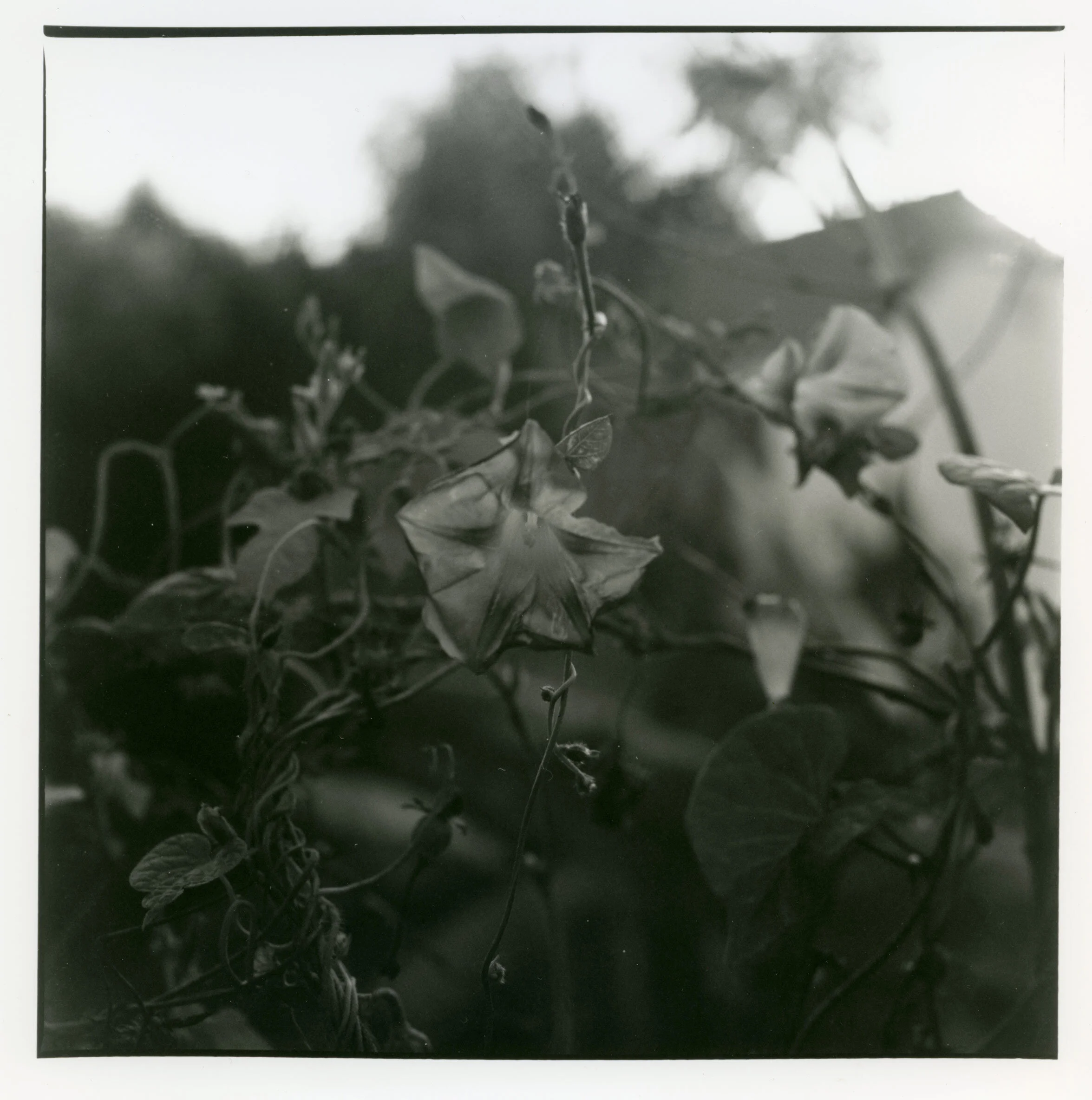 J Grange Evening-Glory.jpg