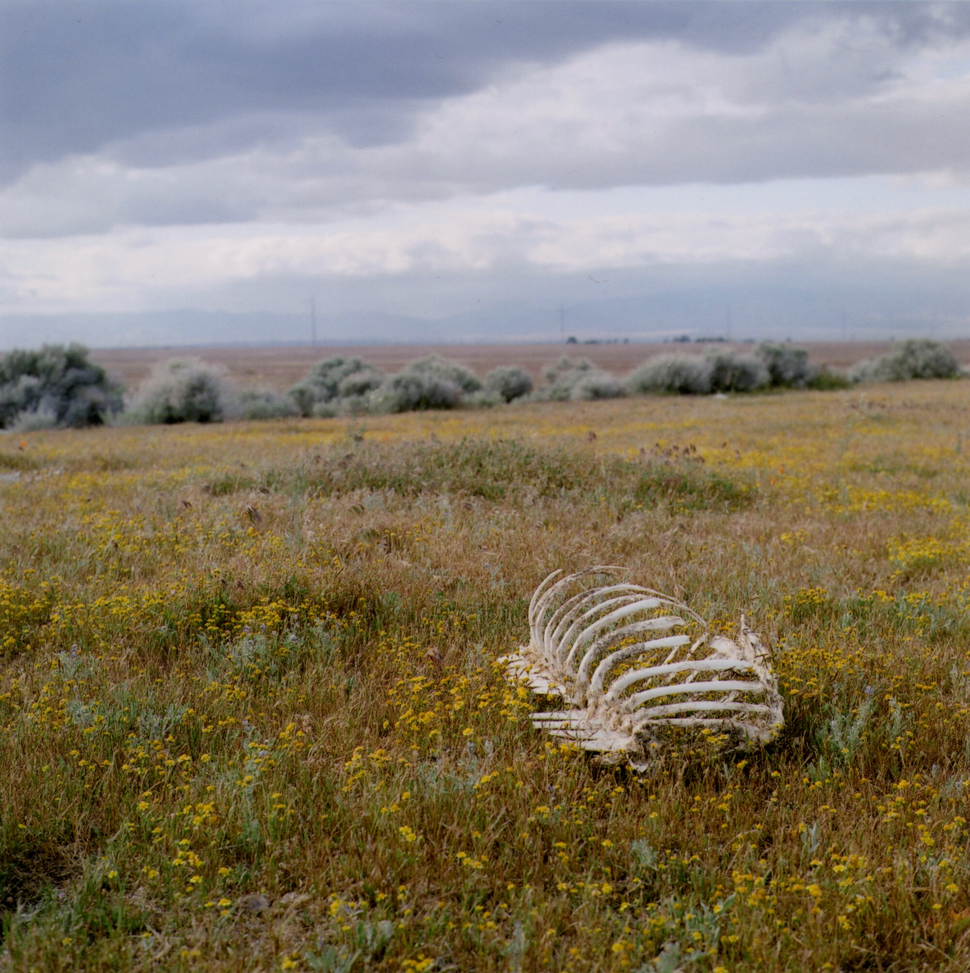 J Grange Field of Bones.jpeg