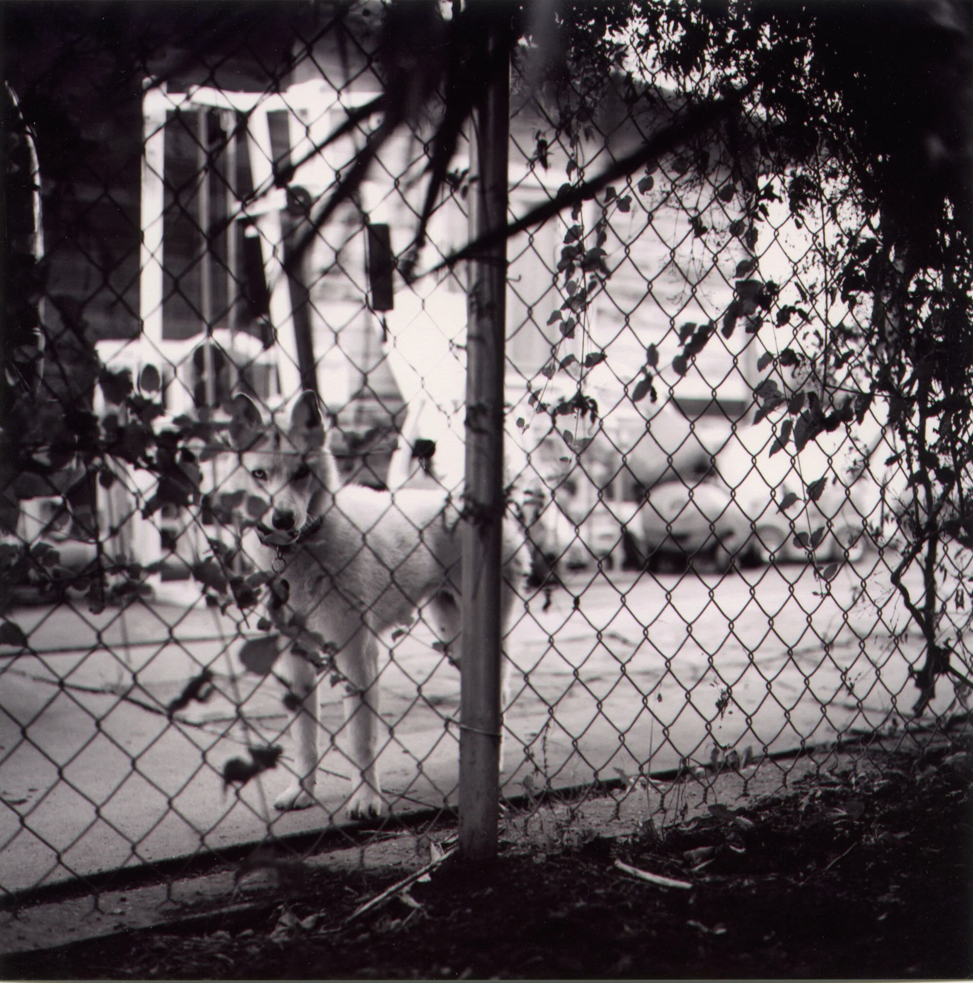 J Grange Dog Man.jpeg