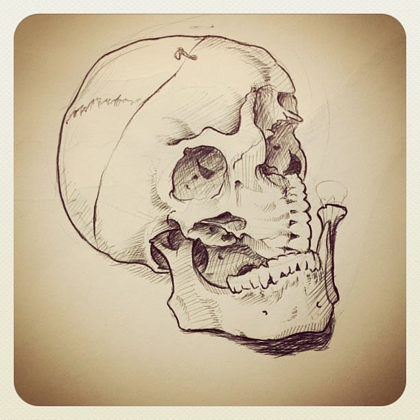 skull-study-30-minutes-ballpointpen-illustration-sketchbook-skull_8146985258_o.jpg