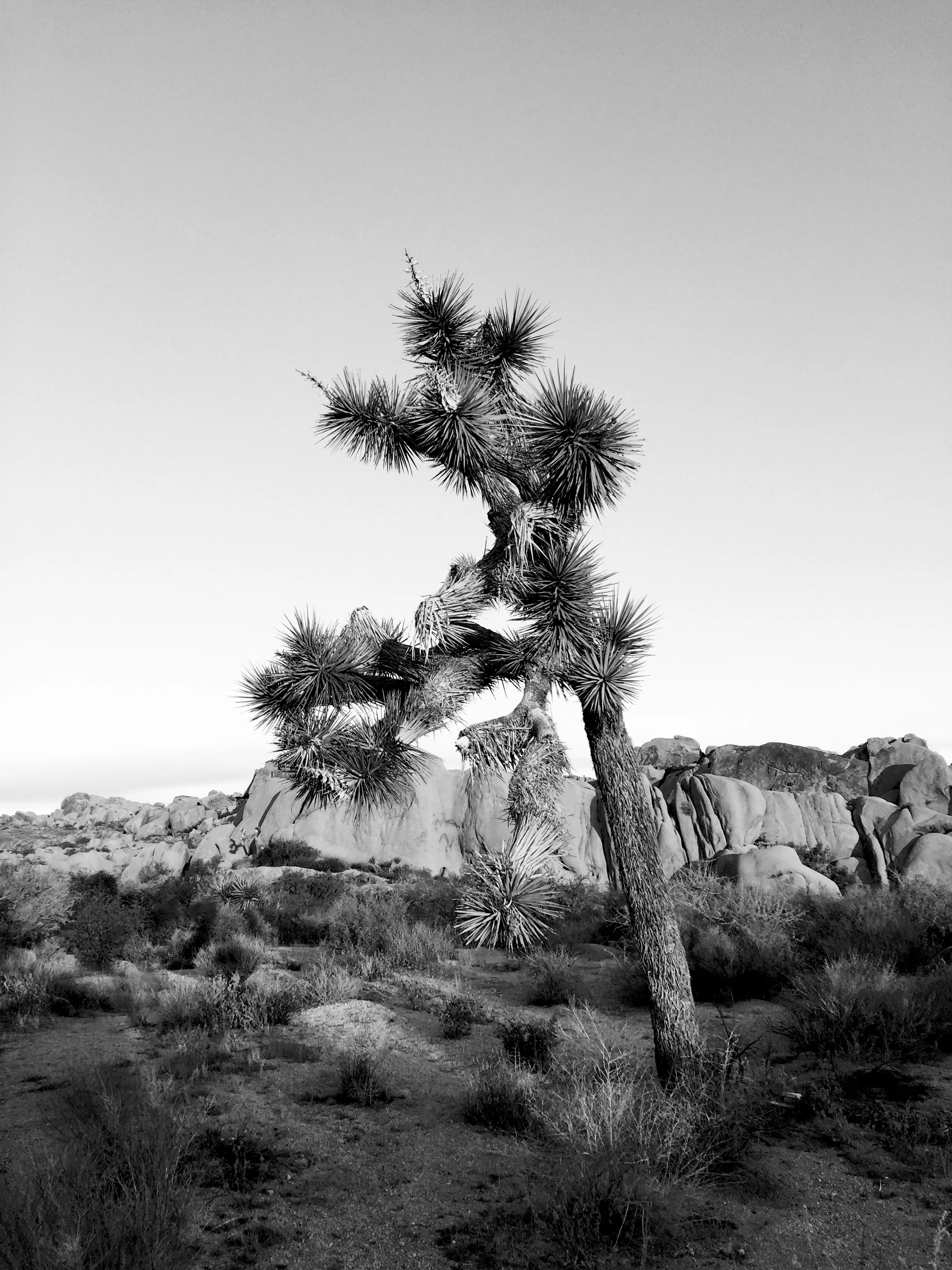 joshuatreeBW.jpg
