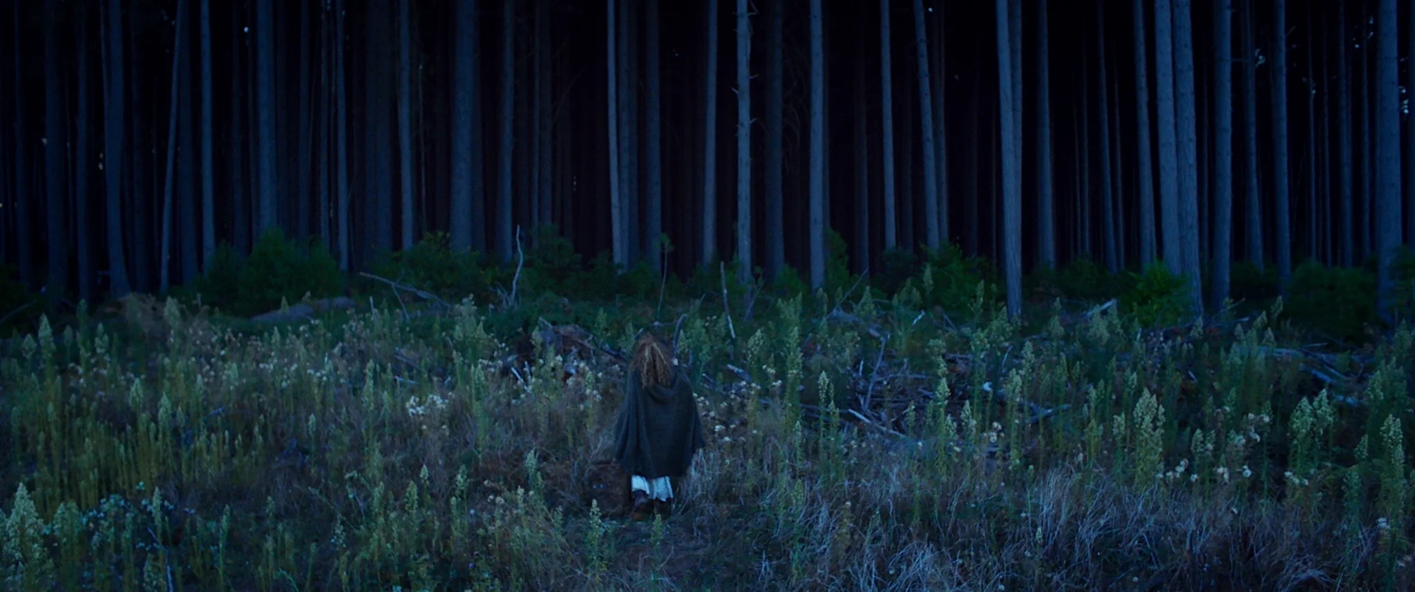 Forest.jpg