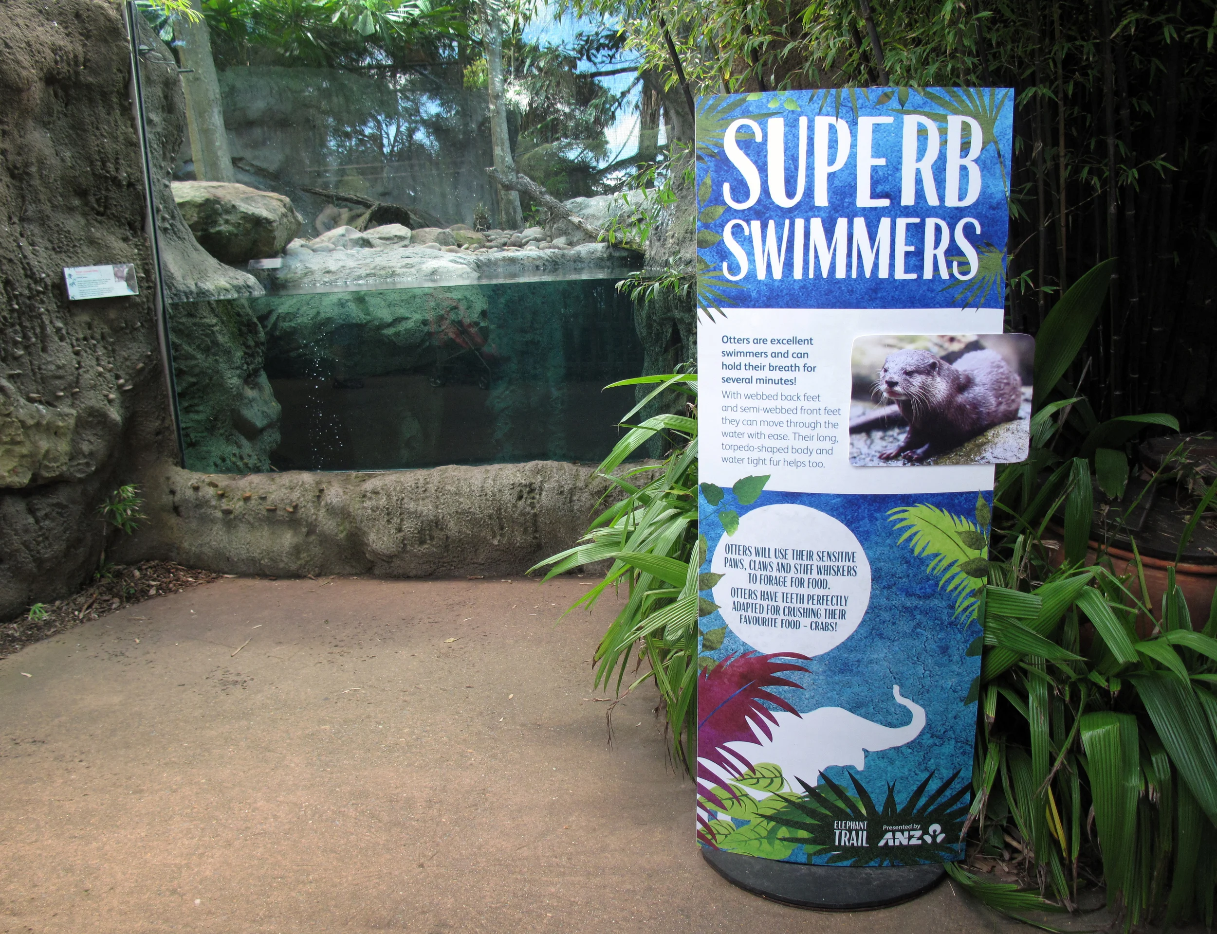 SuperbSwimmers_Insitu.jpg
