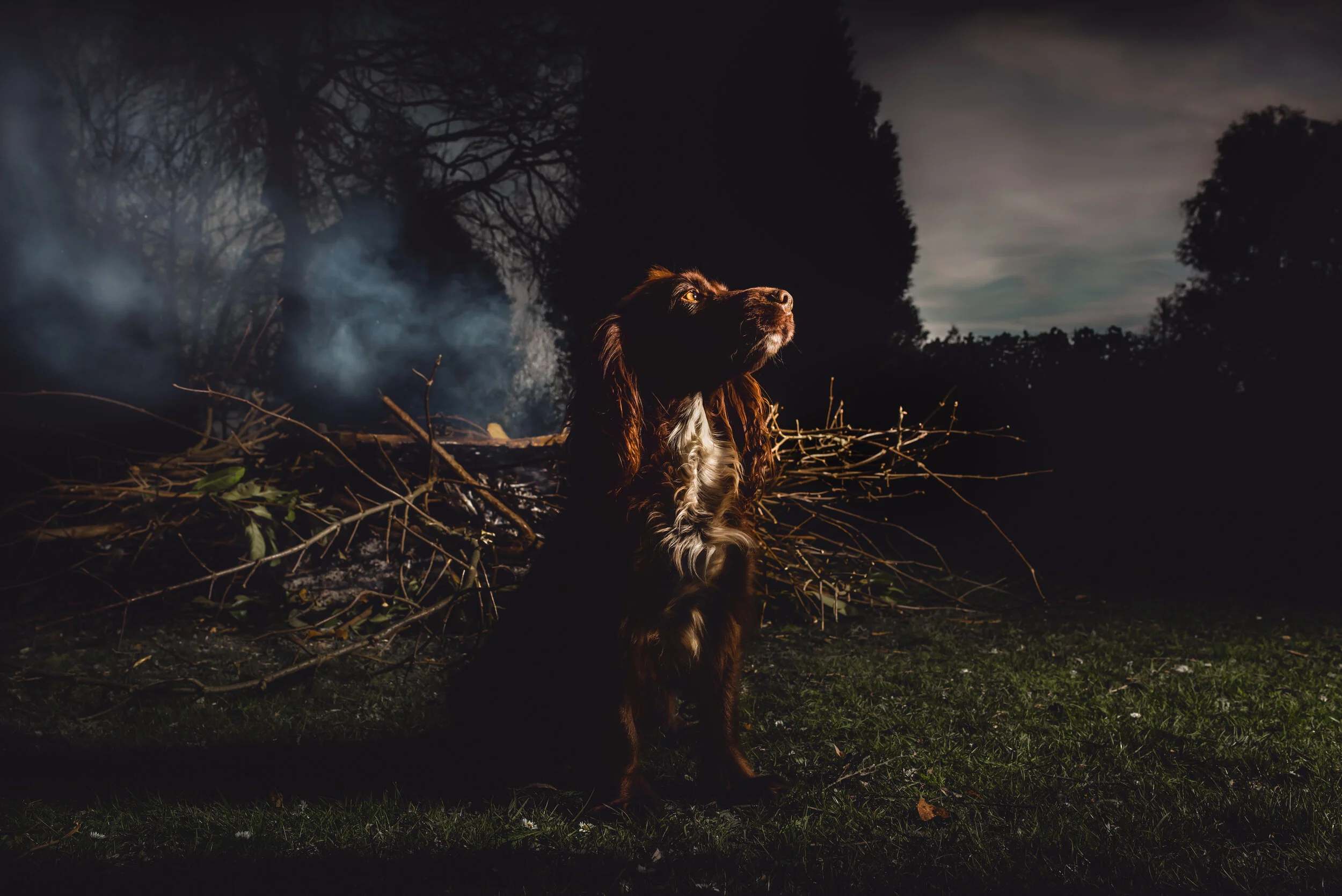 ©Gail LOCKHART Watson. All rights reserved_alfie-2.jpg