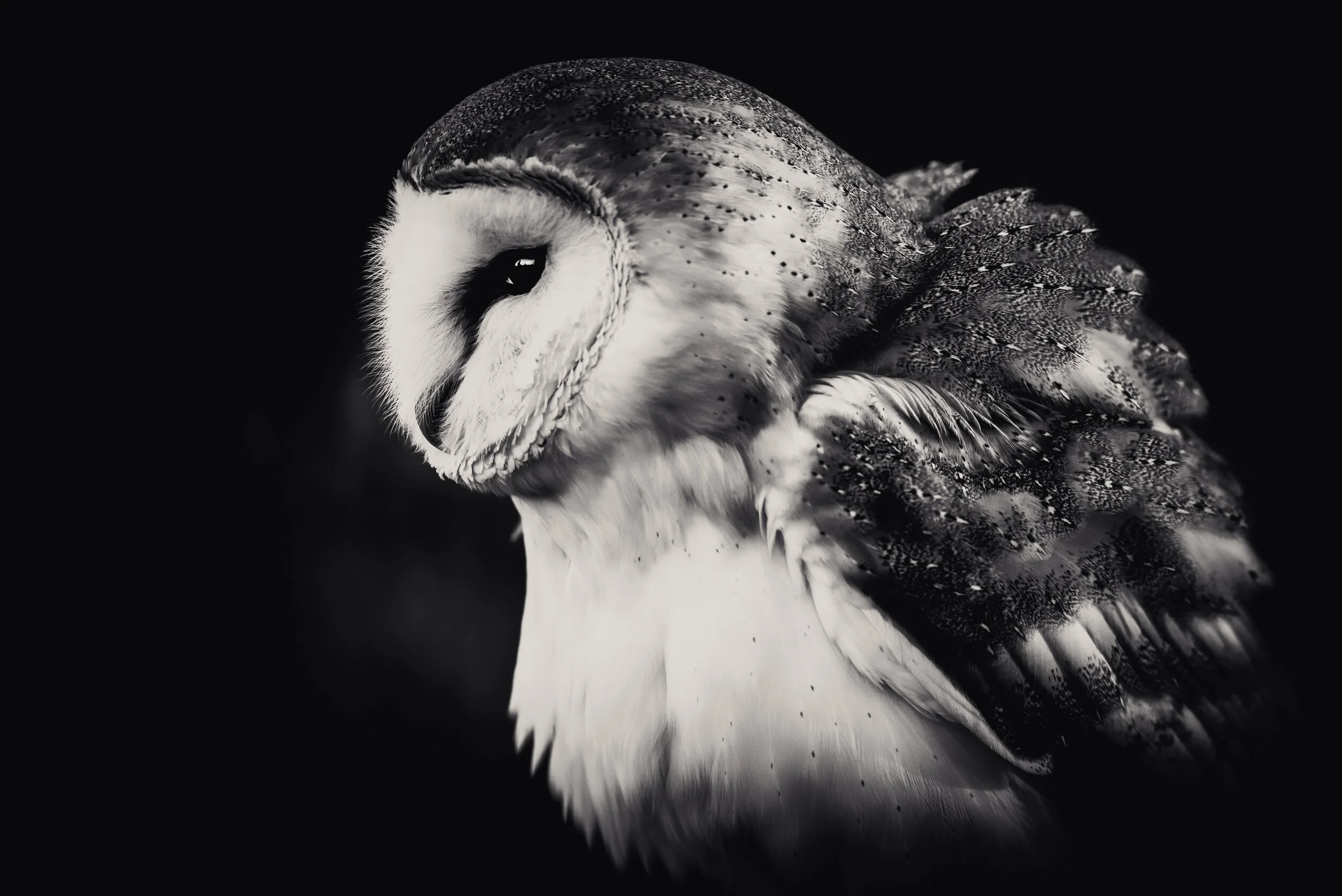 ©Gail LOCKHART Watson. All rights reserved_Pheonix_series-4.jpg