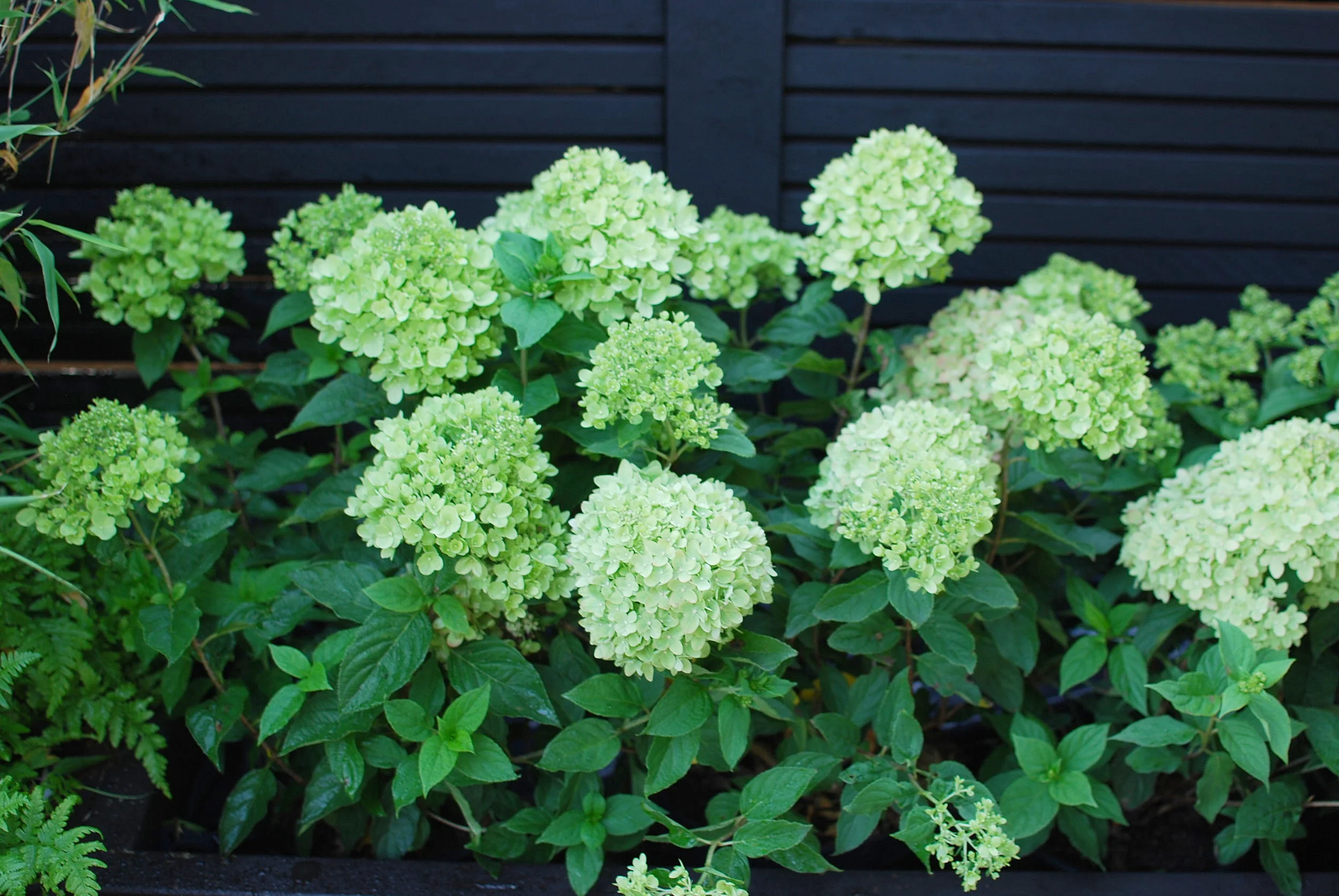 Syrenhortenisa 'Limelight'
