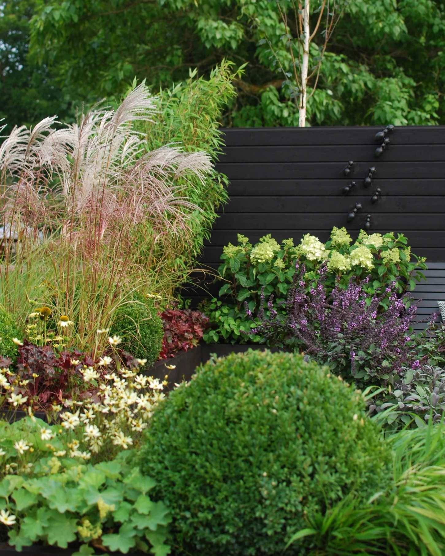 Glansmiskantus 'Grosse Fontäne', Syrenhortensia 'Silver Dollar', Höstöga 'Moonbeam', Alunrot 'Palace Purple', Daggkåpa 'Epipsila'