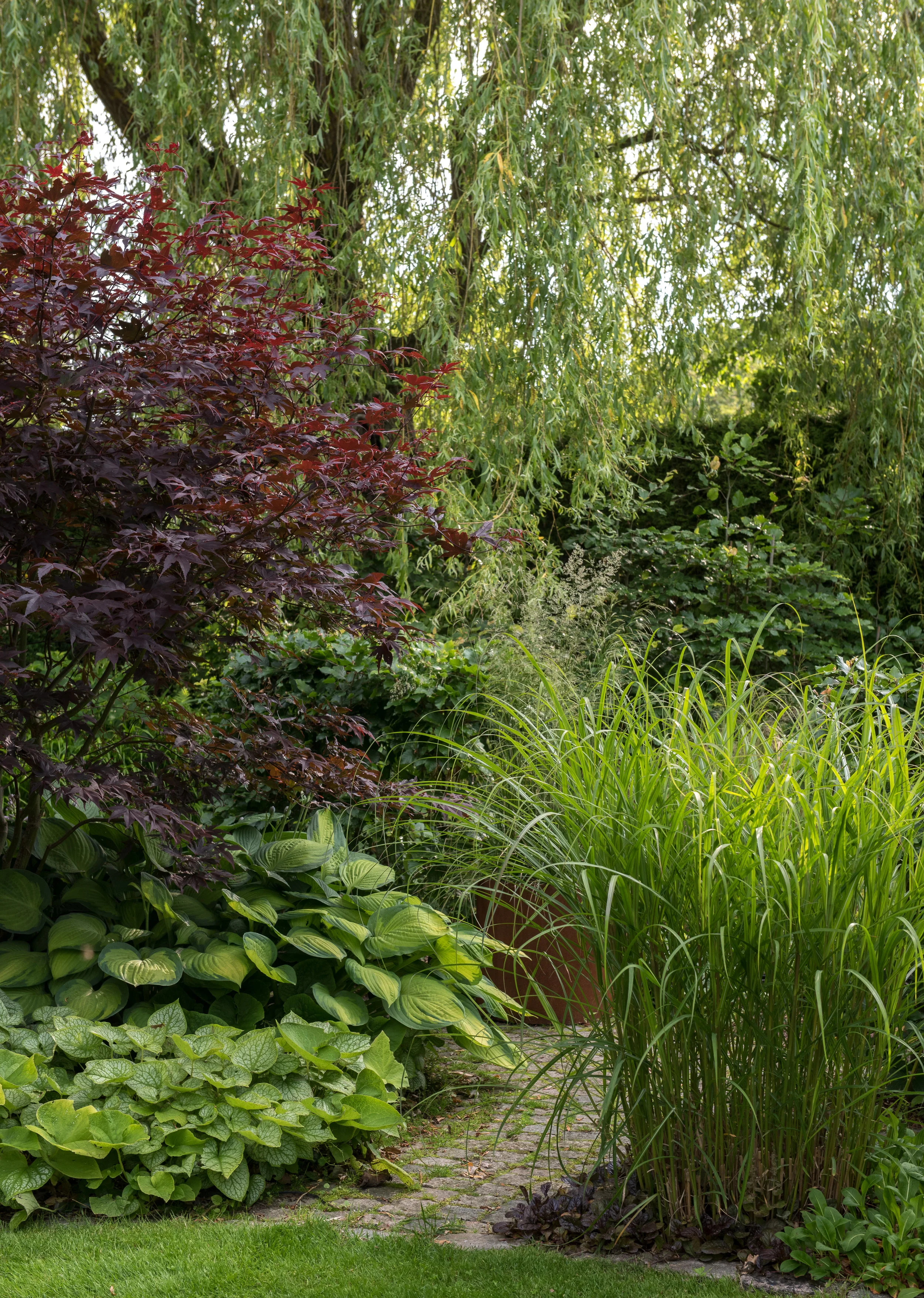 Japansk lönn 'Margaret Bee', kaukasisk förgätmigej 'Mr Morse', Hosta 'Gold Standar', miscanthus 'Ferner Osten'.