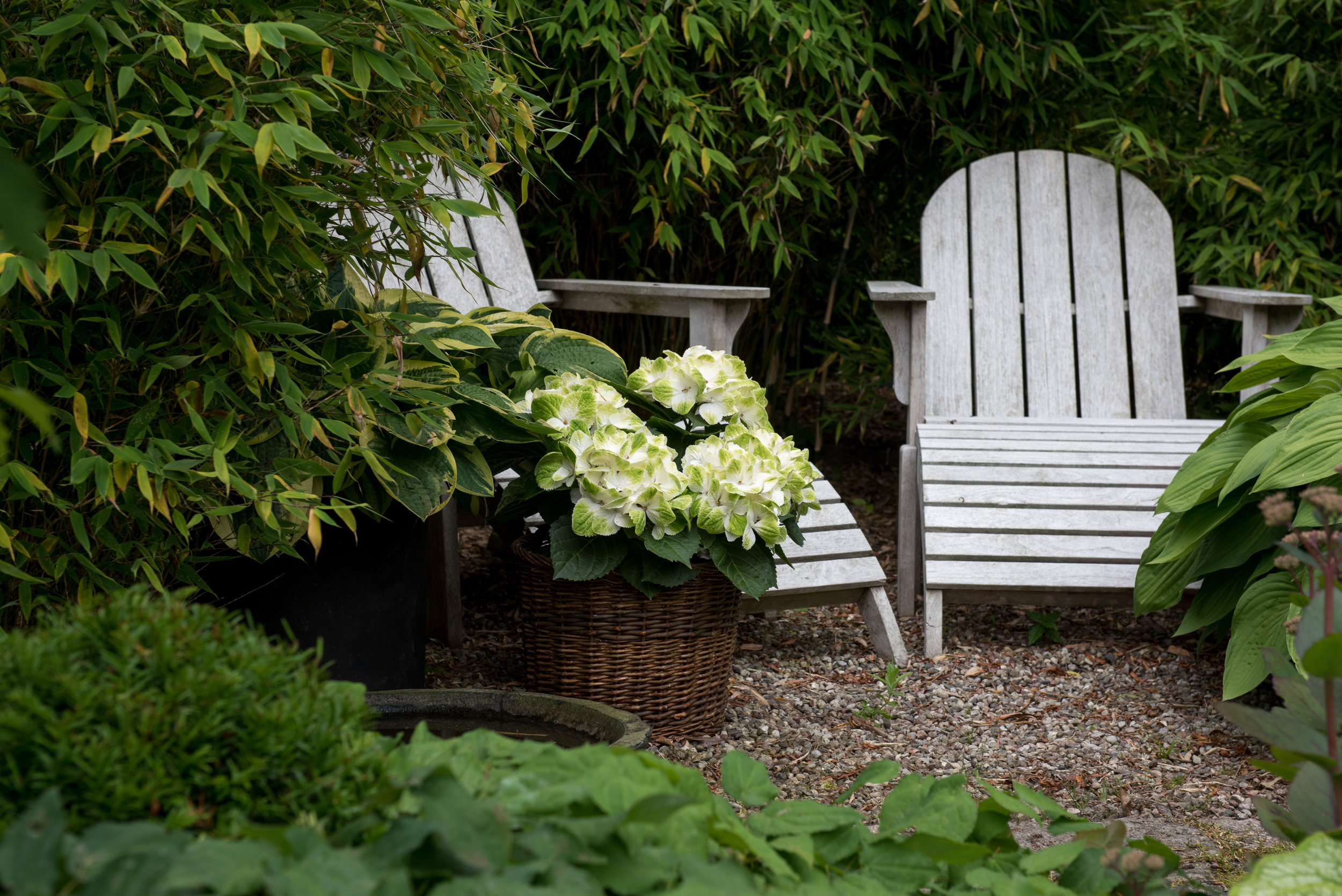 Hydrangea 'Magical Four Seasons'