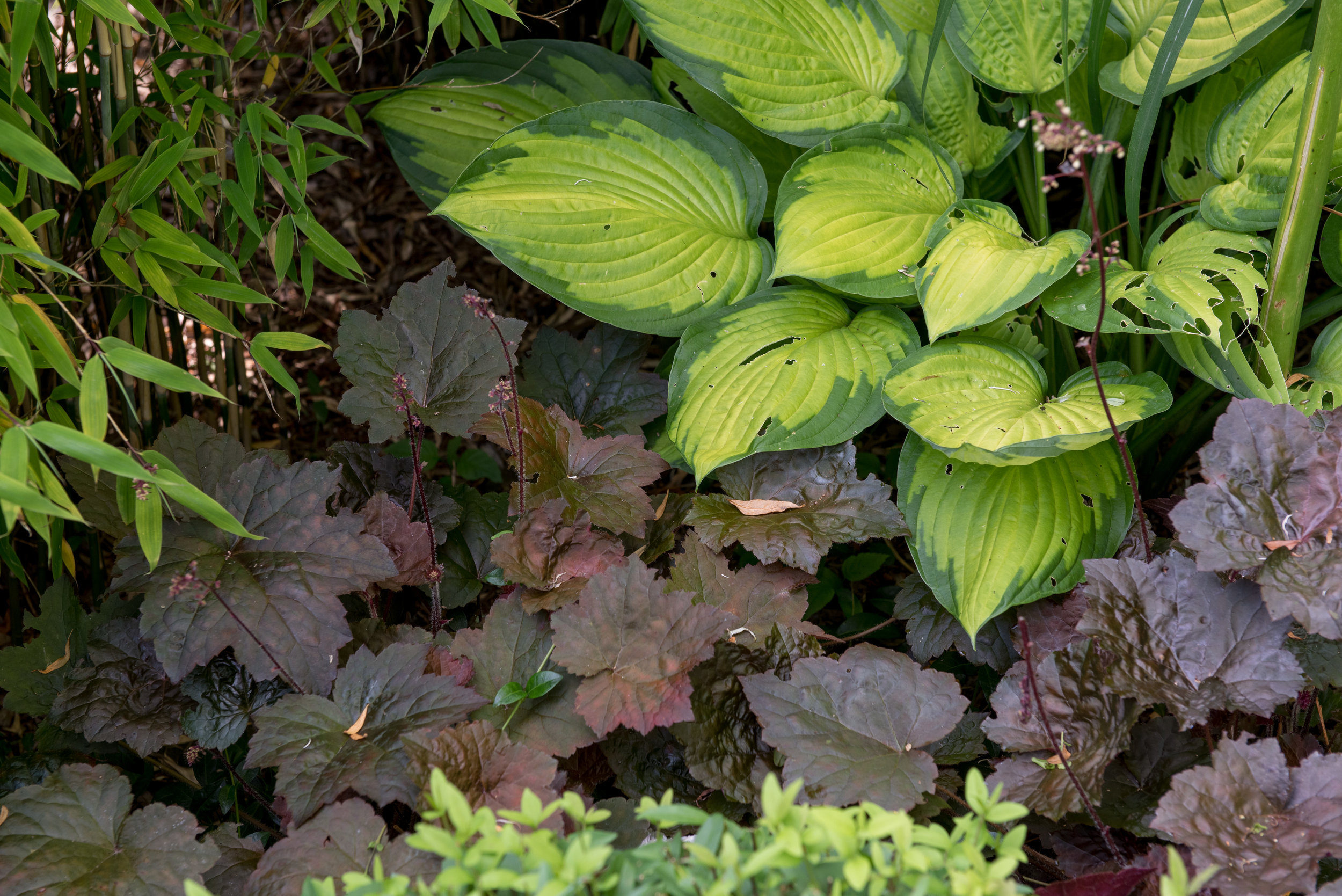 Alunrot 'Palace Purple' (Heuchera 'Palace Purple') i kombination med hosta 'Gold Standard'.