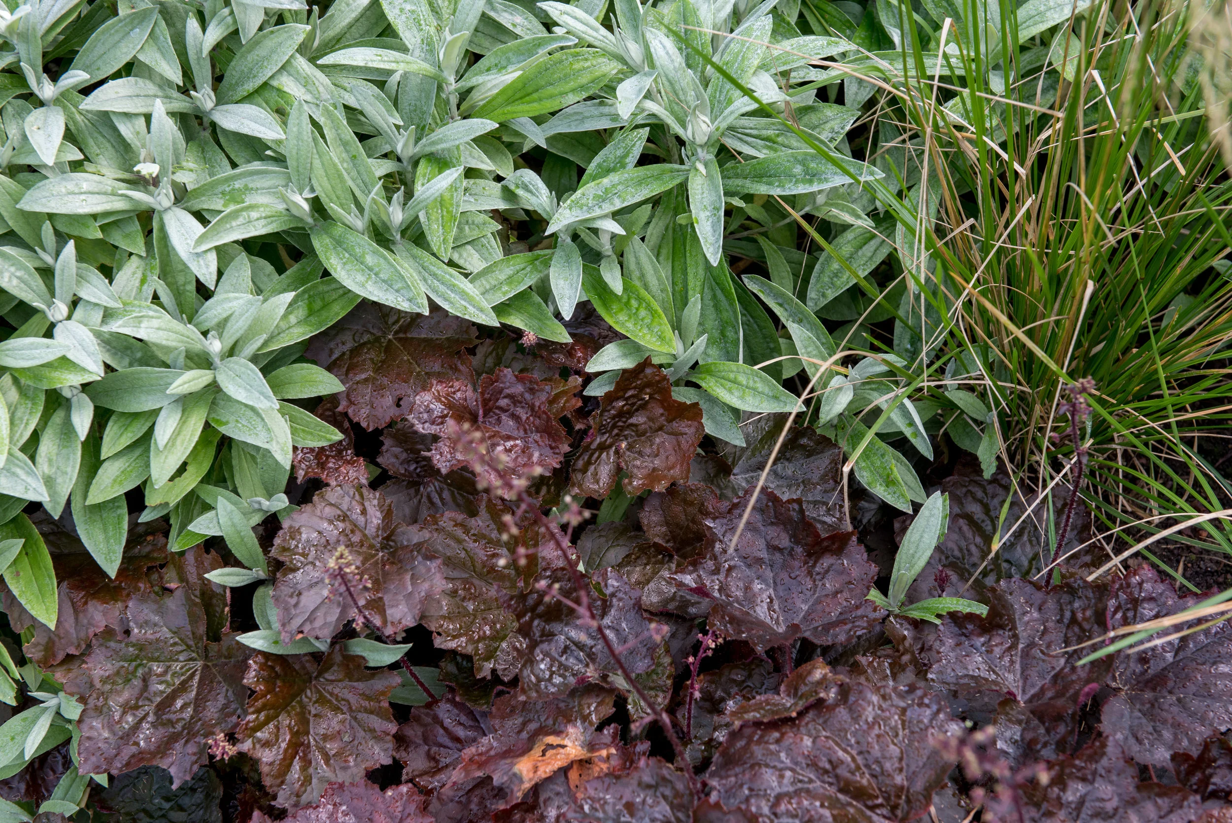 Alunrot 'Palace Purple' i kombination med ulleternell (Anaphalis triplinervis)