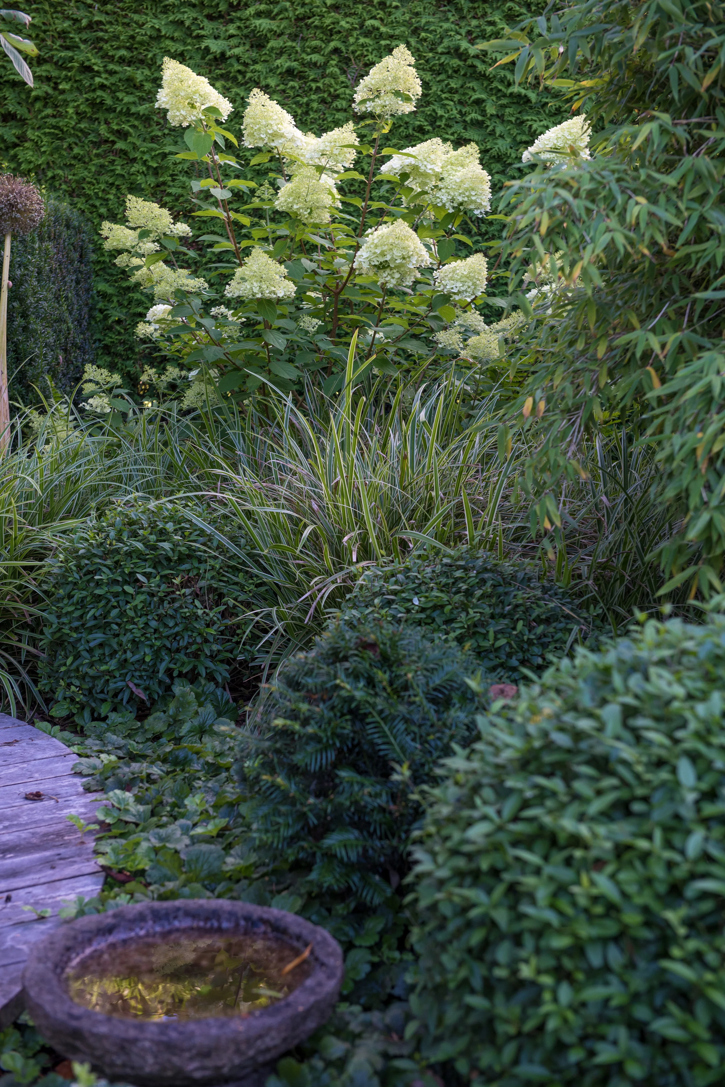 Hydrangea paniculata 'Limelight', Carex Morrowii 'Ice Dance', Ligustrum and Taxus.