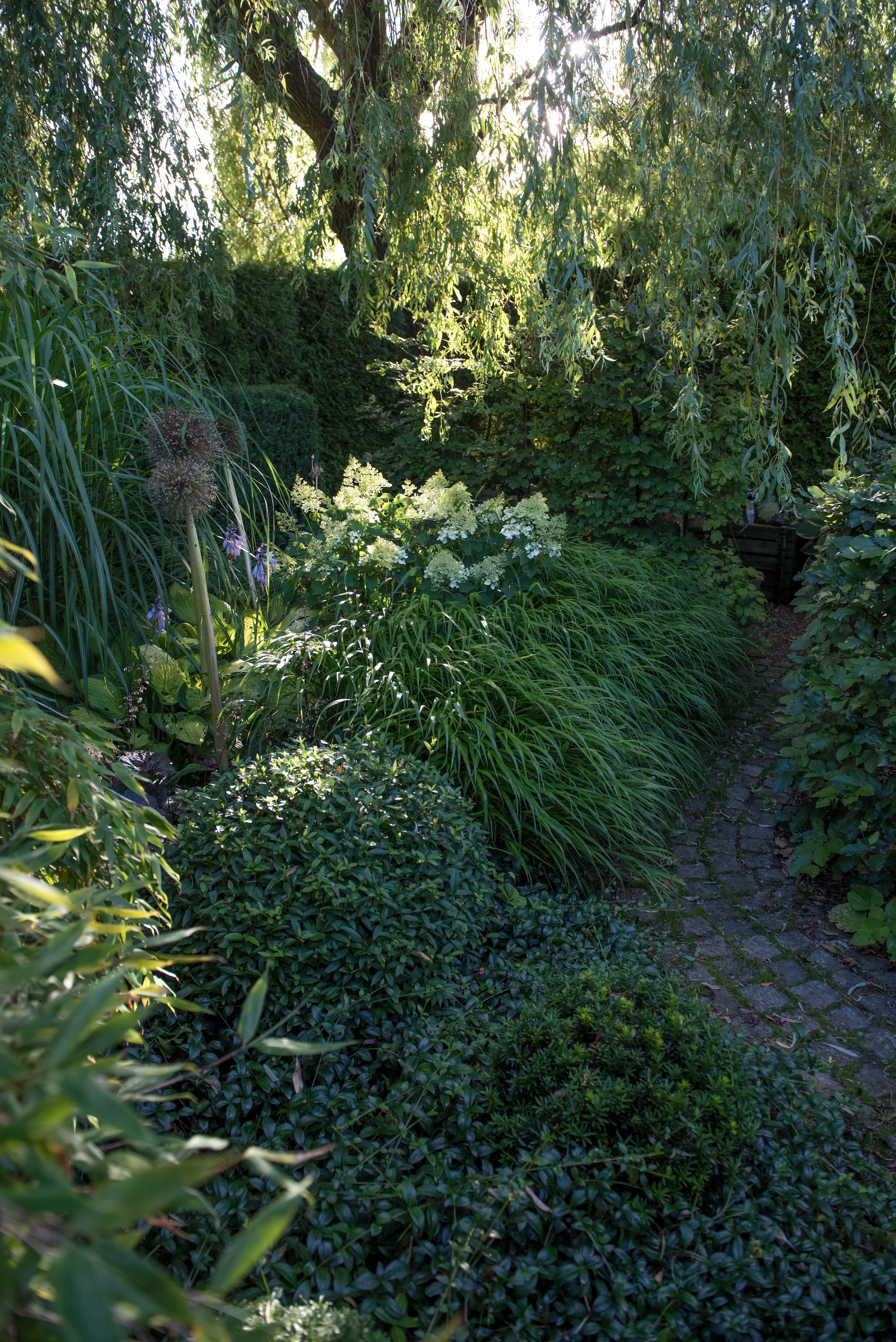 Hydrangea paniculata 'Silver Dollar', Hakonechloa Macra, Ligustrum, Taxus and Vinca Minor.
