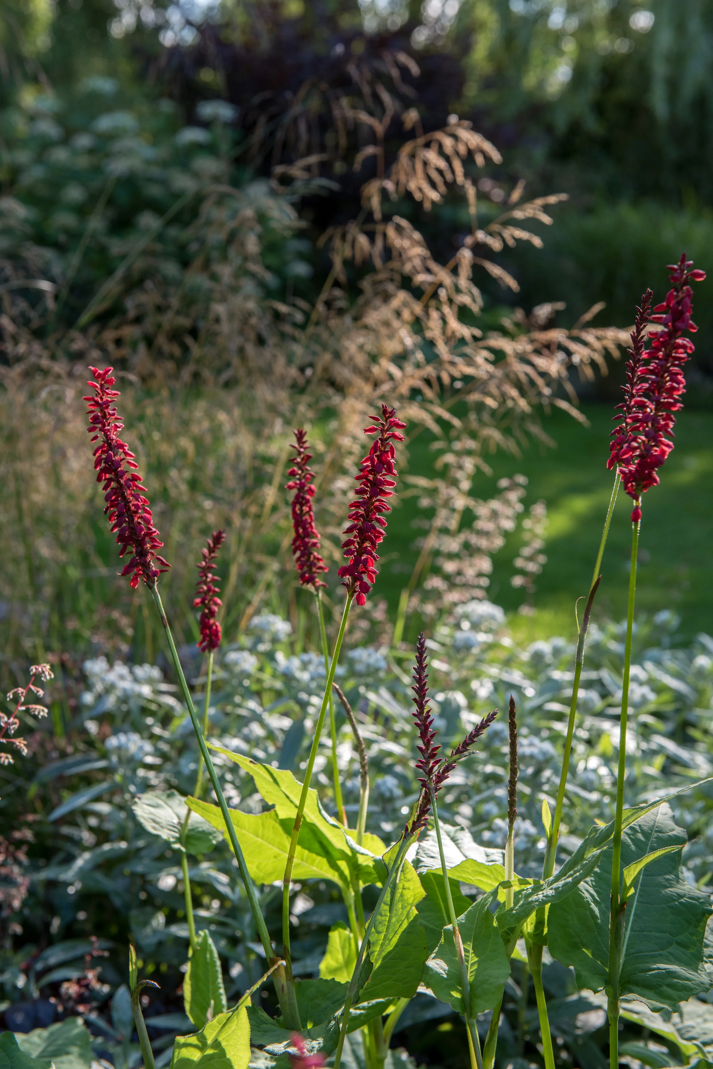 Bistorta amplexicaulis 'Speciosa', Anaphalis triplinervis och Deschampsia 'Goldschleier.