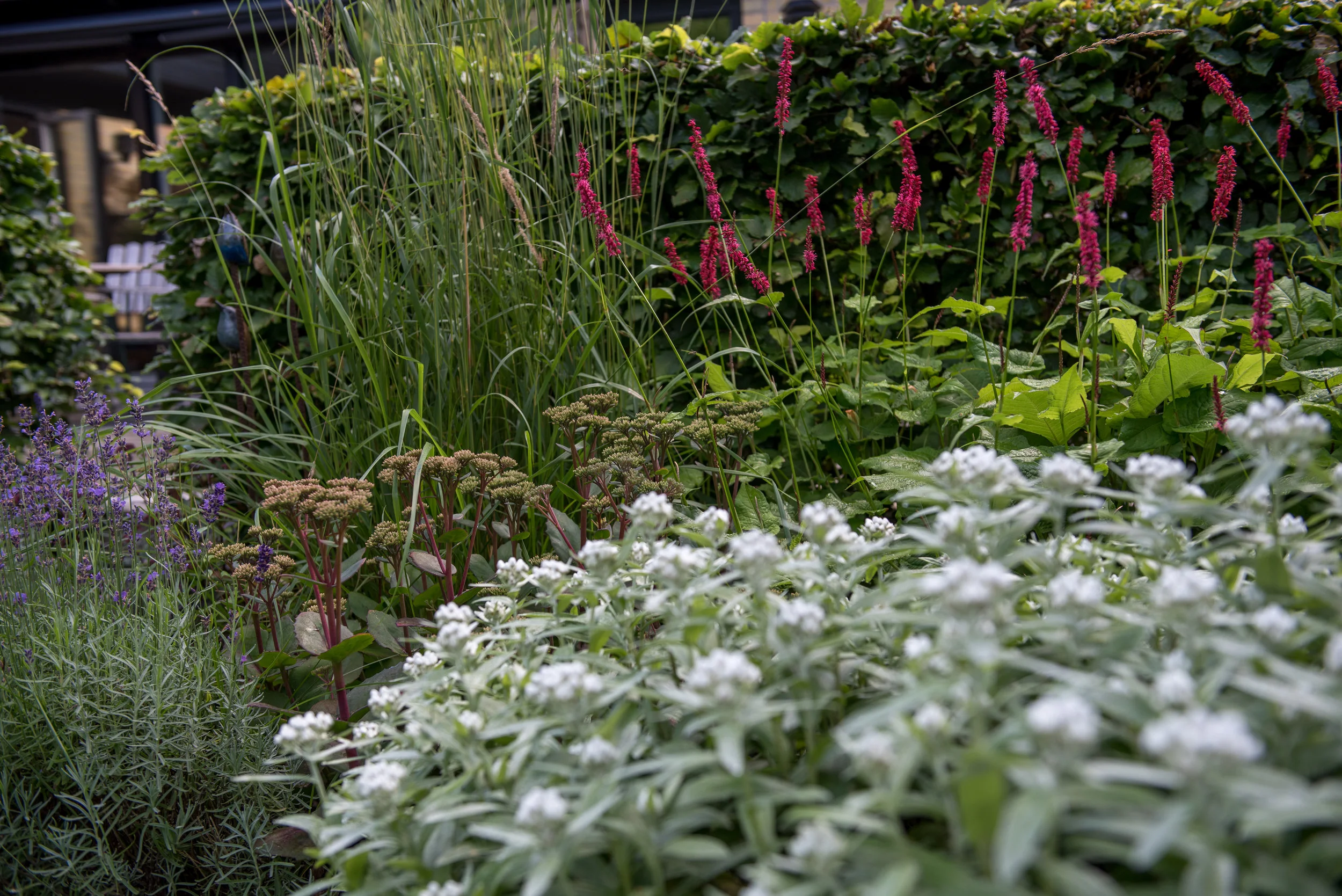  Bistorta amplexicaulis 'Speciosa', Sedum 'Matrona', Calamagrostis 'Karl Foerster' och Anaphalis triplinervis