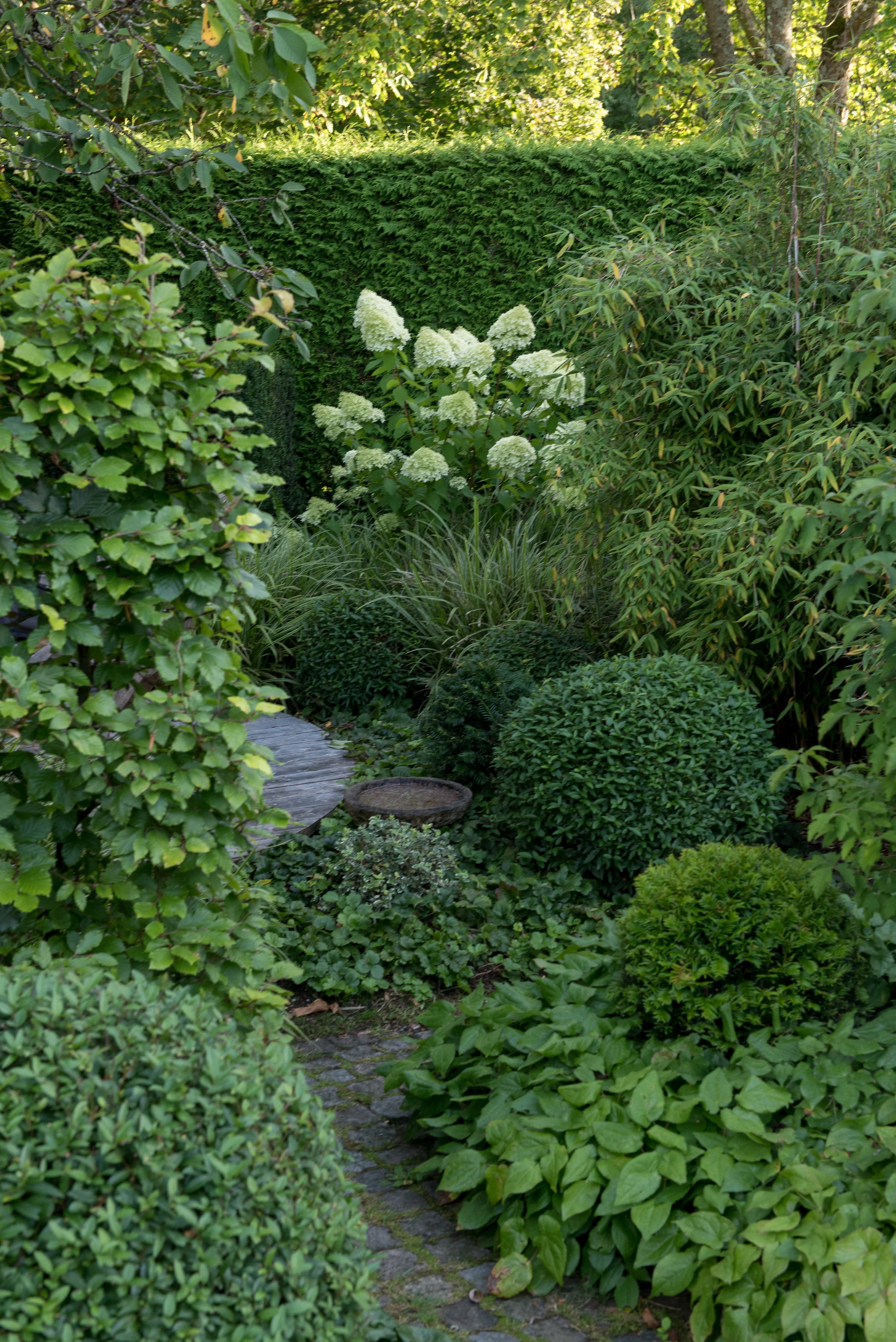 Hydrangea Paniculata 'Limelight'