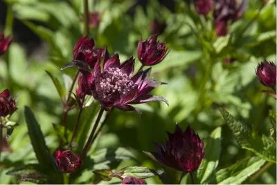 Astrantia 'Alberta' . Bild lånad från De Kleine Plantage.