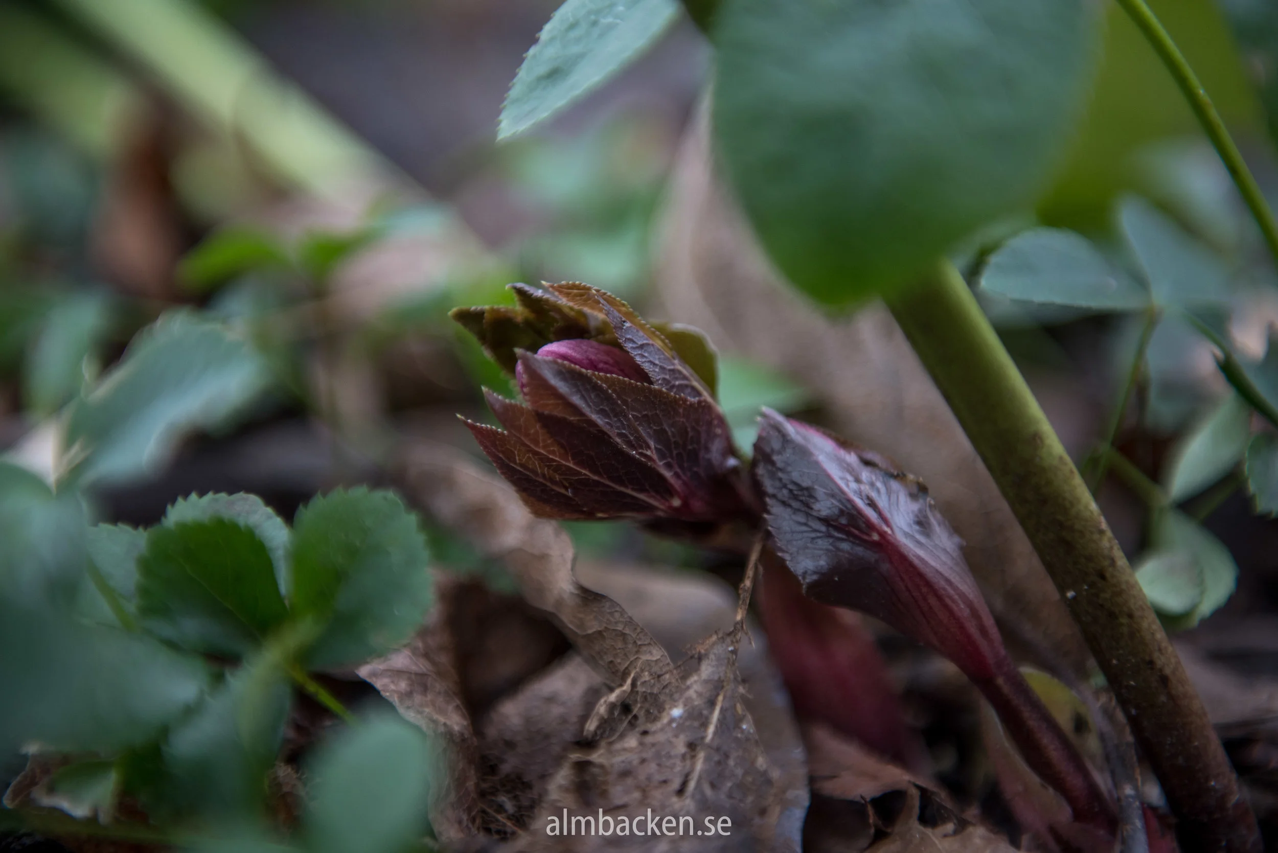 20180125-untitled-DSC_2937.jpg