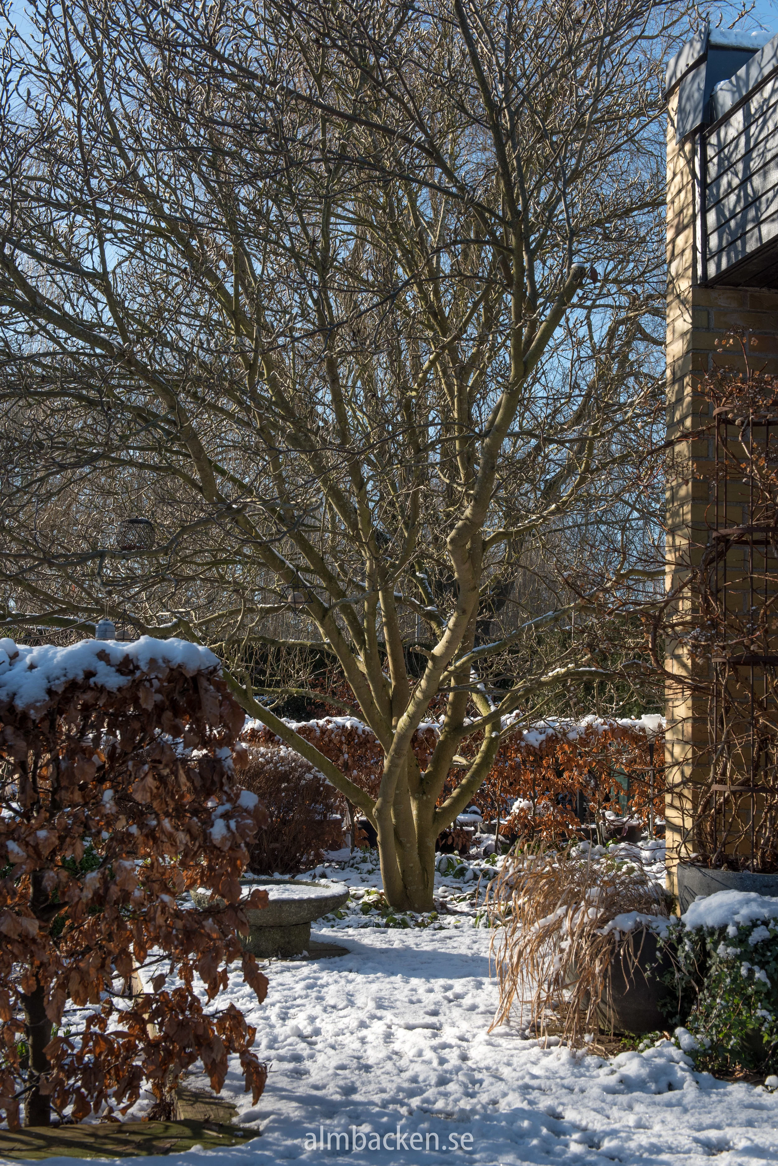 Almbacken-magnolia-bokhäck-5.jpg