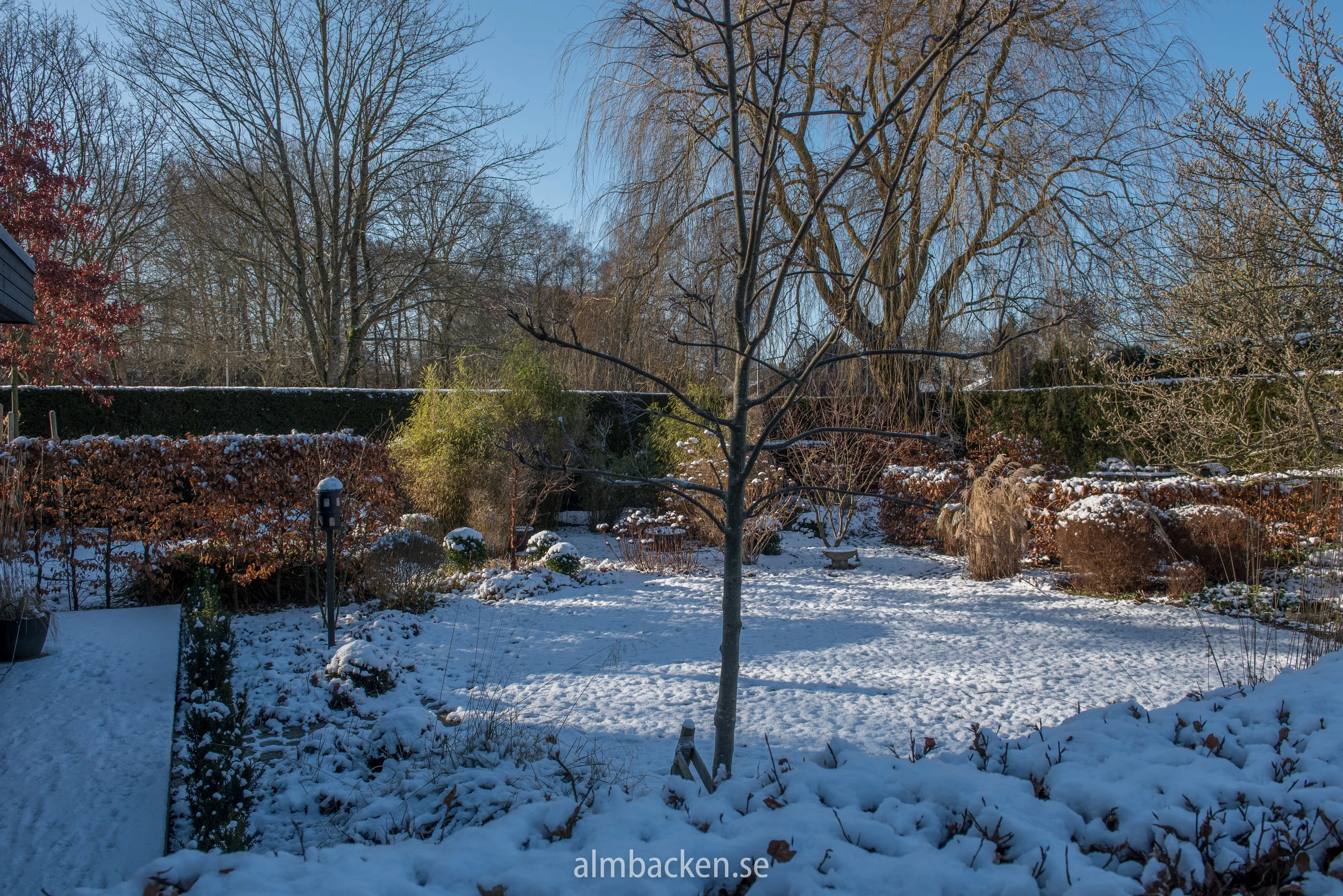 Almbacken-magnolia-bambu-kopparlönn-ullungrönn-schalrakansek6.jpg
