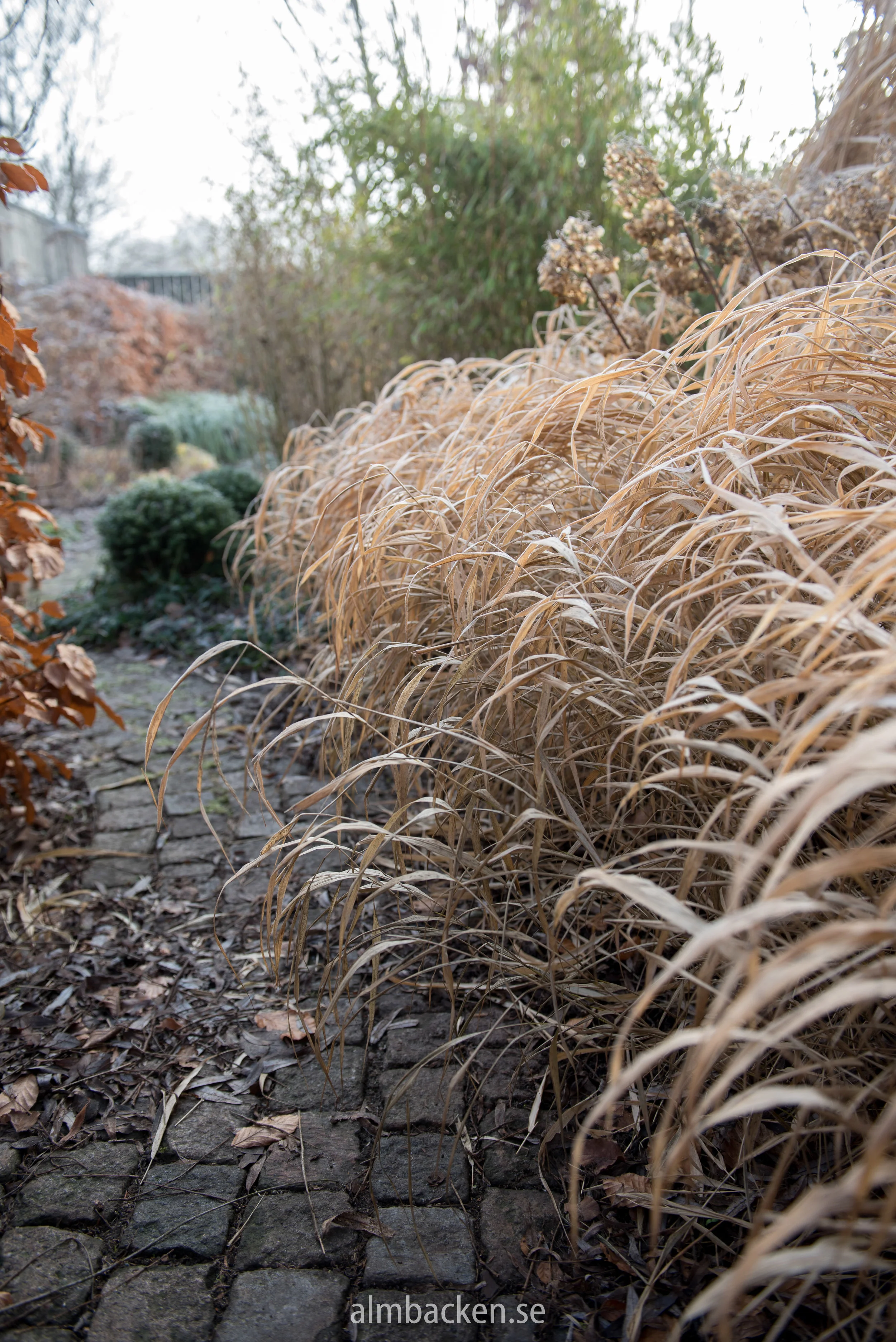 Hakonegräs-hakonechloa-macra-smågatsten9.jpg