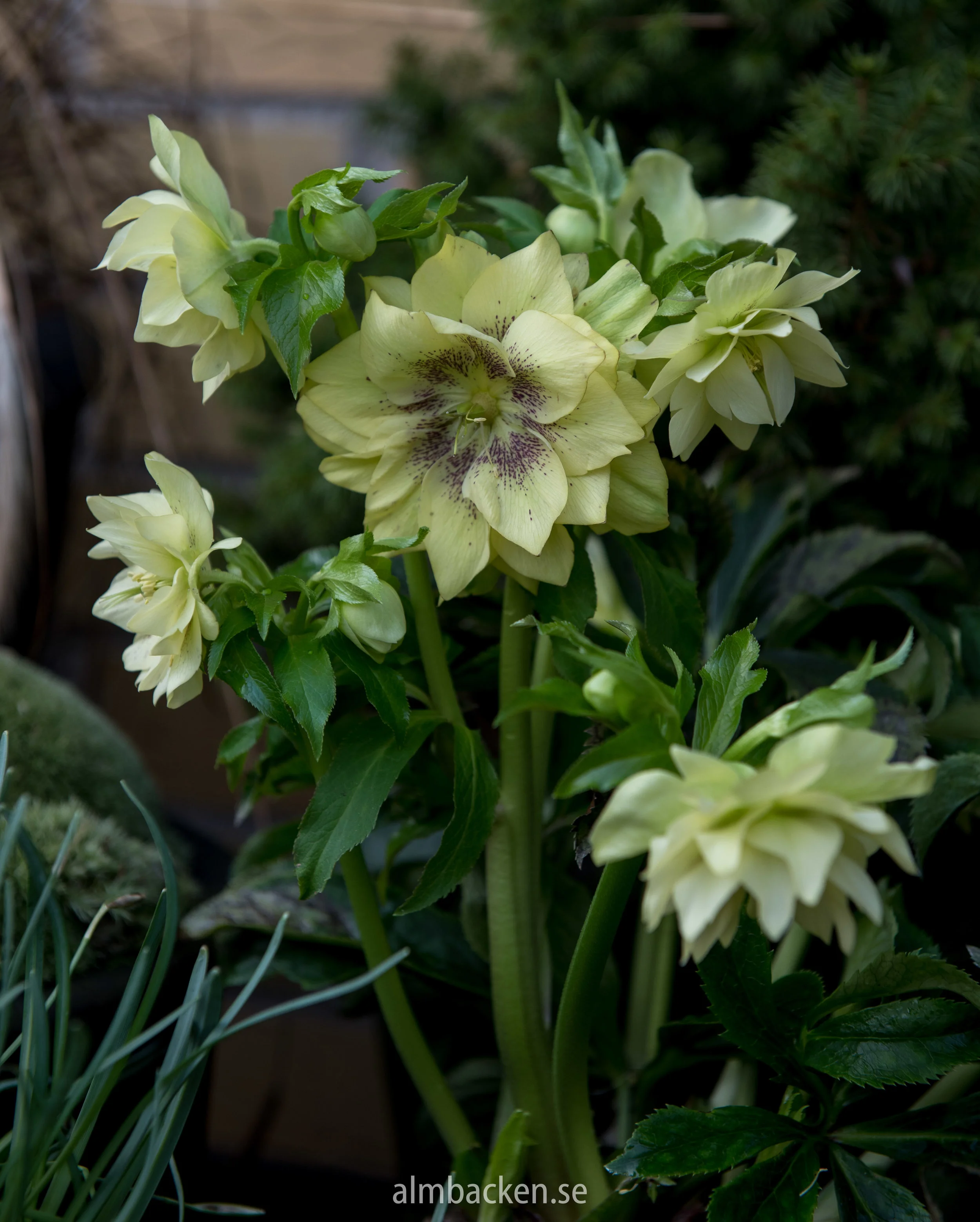 Julros-helleborus-orientalis-2.jpg