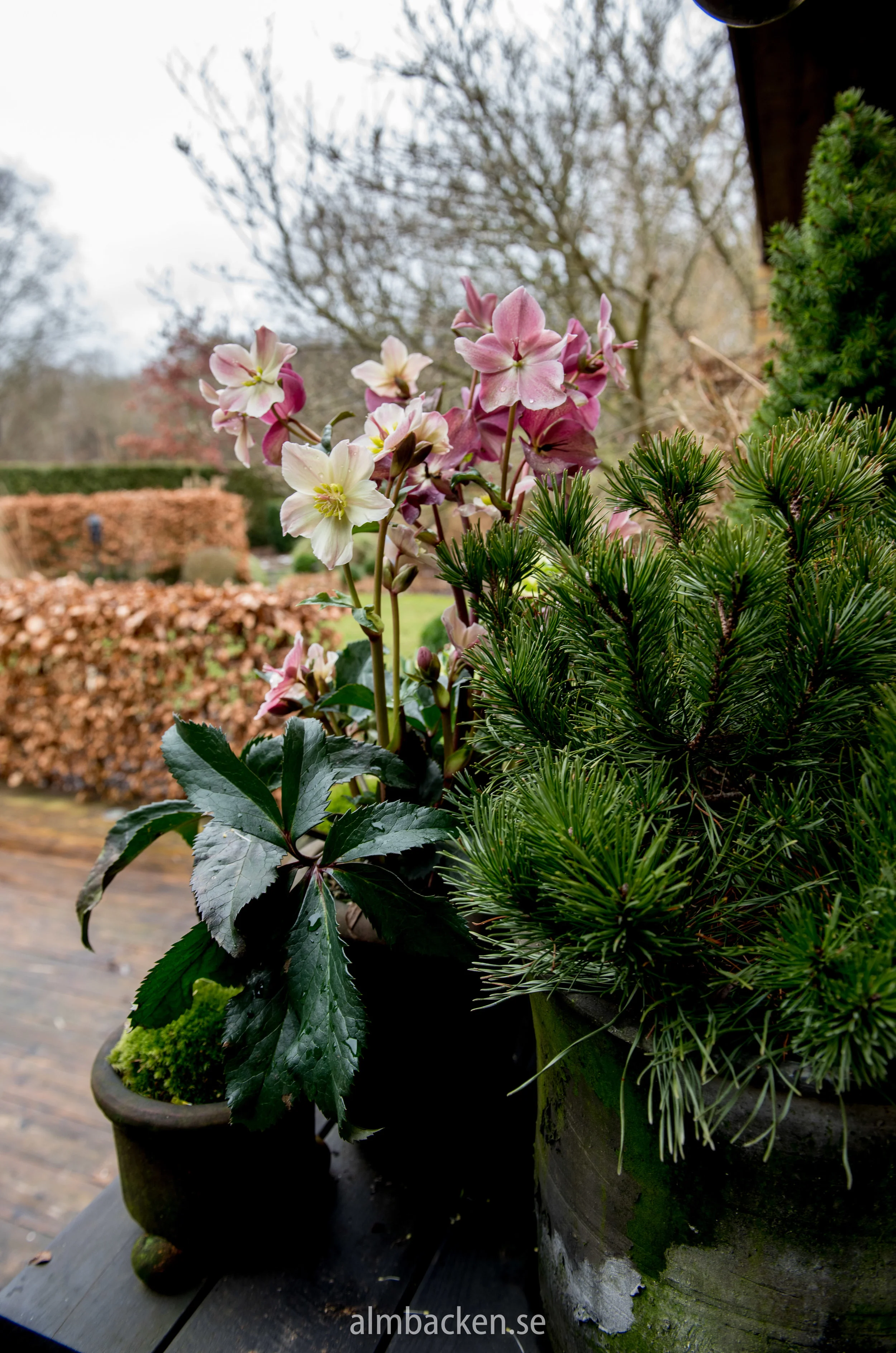 Julros-helleborus-orientalis-7.jpg