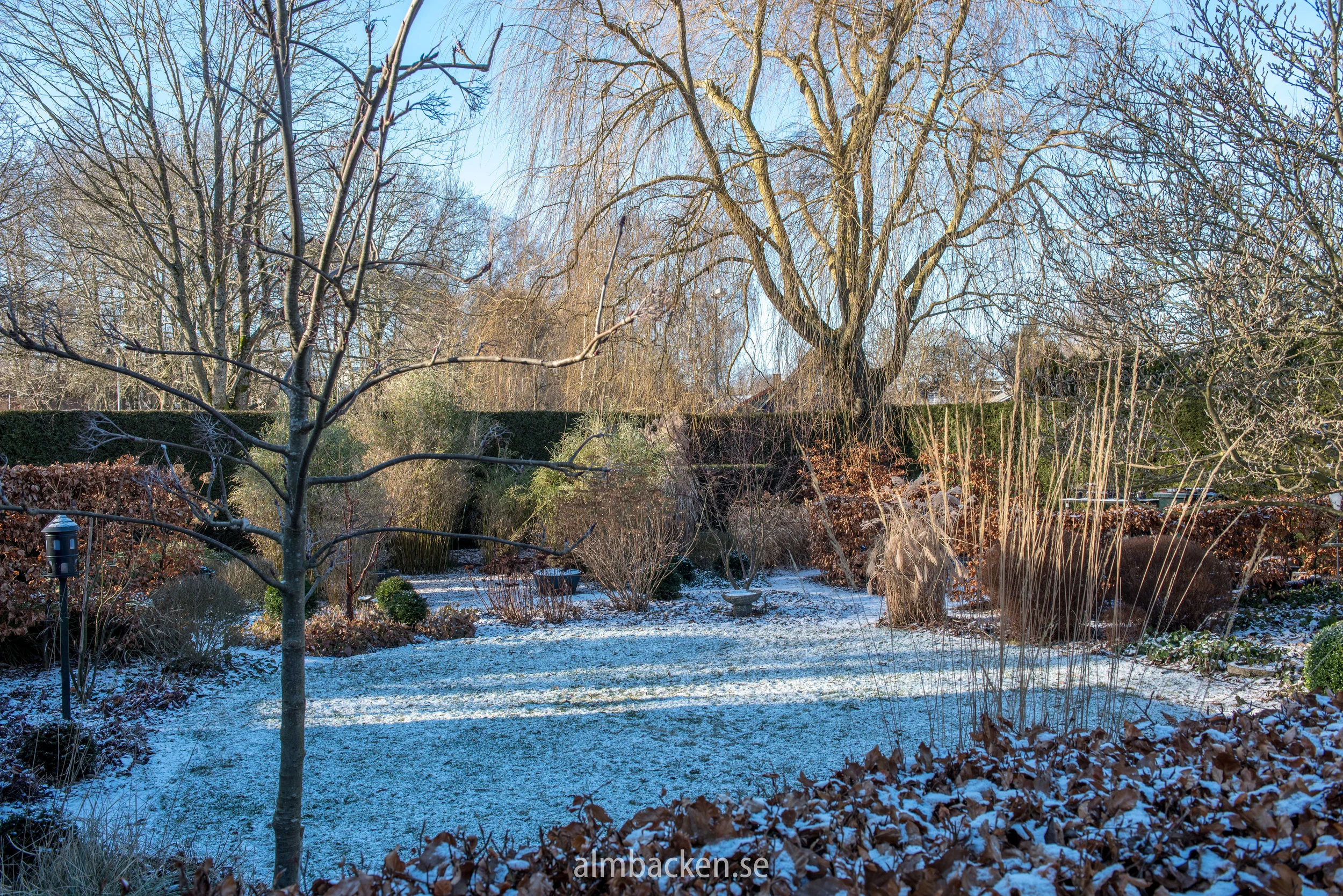 ullungrönn-sorbus-dodong-bambuberså-bokhäck.jpg