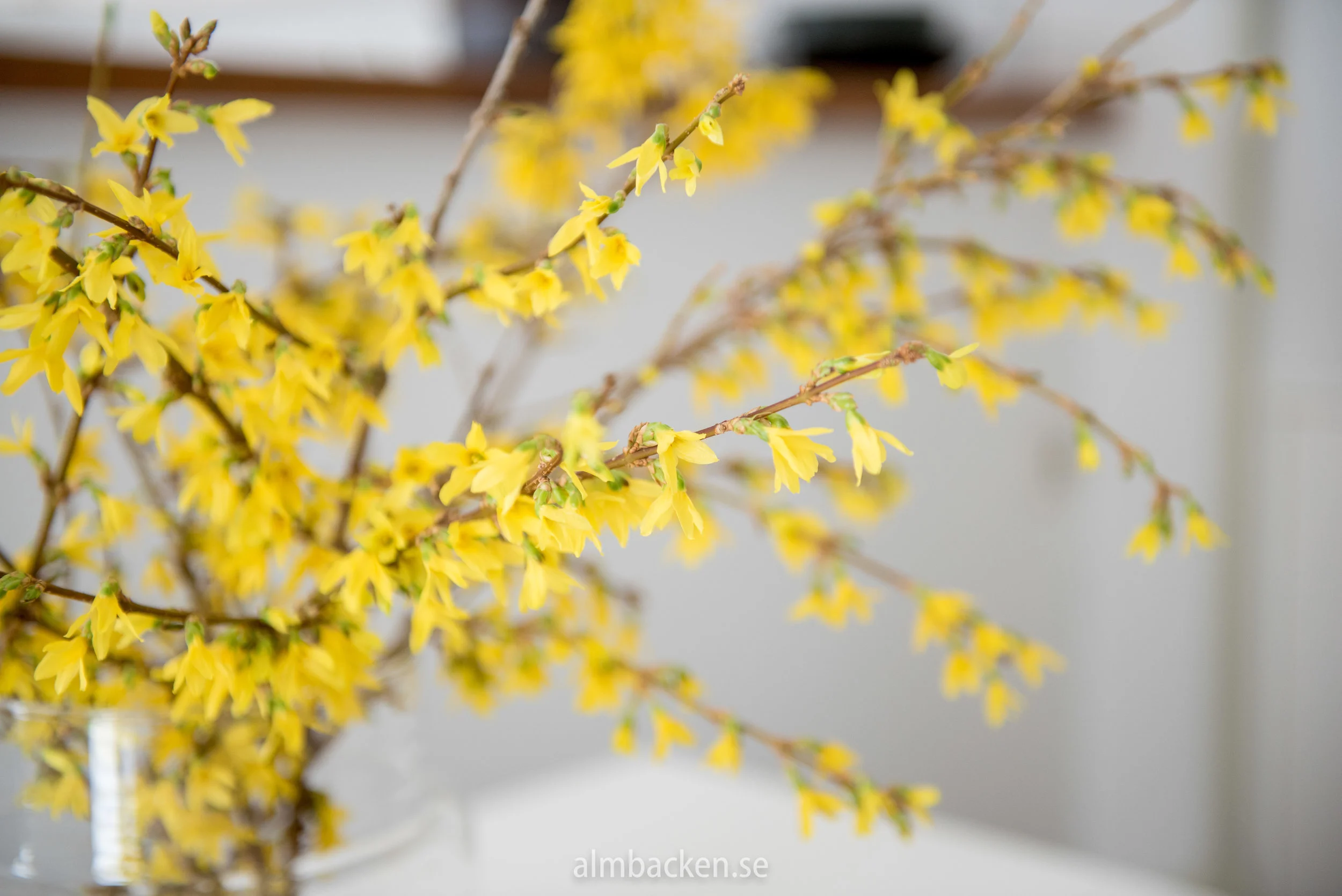 forsythia.jpg
